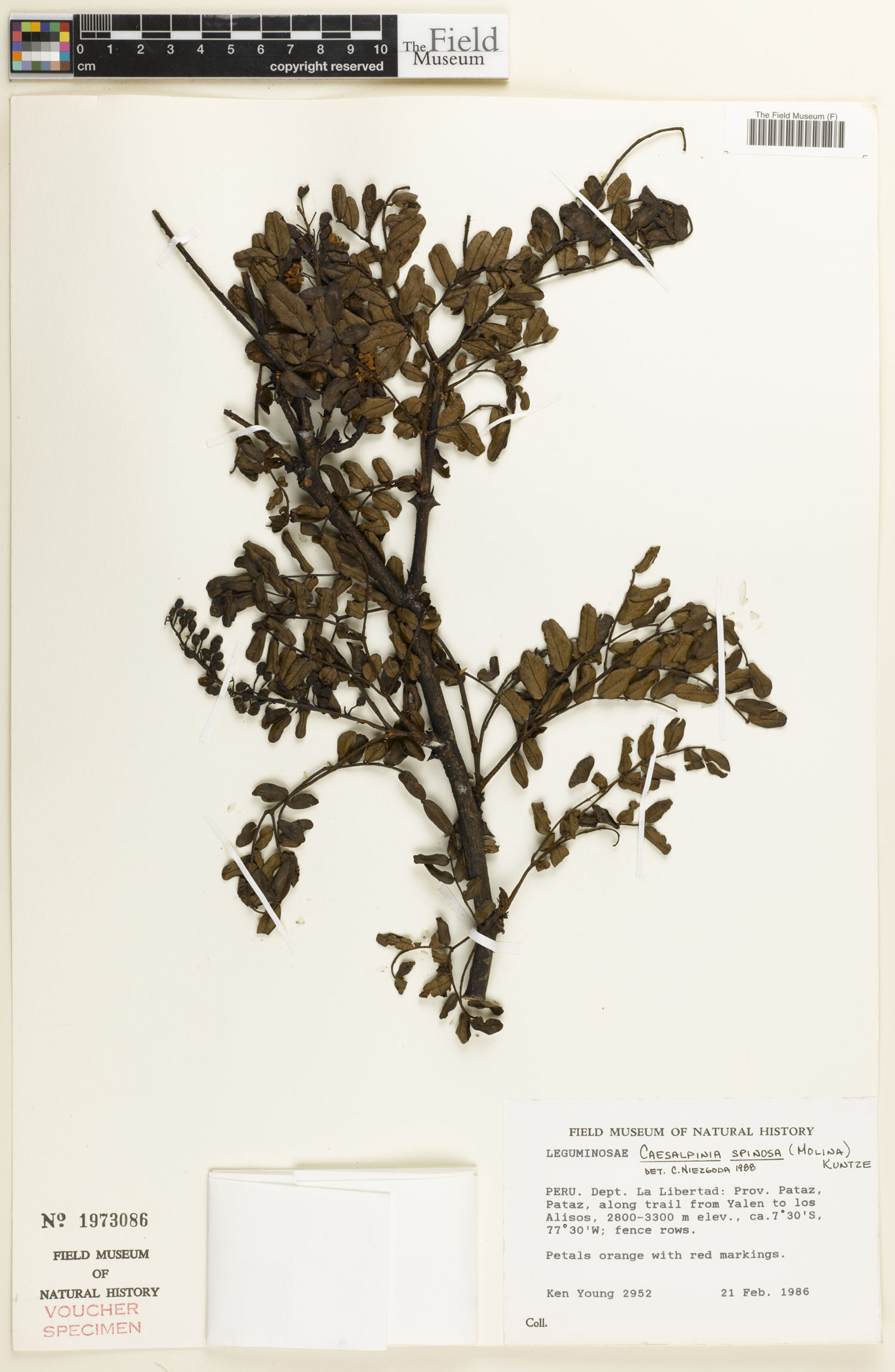 Caesalpinia spinosa - 12