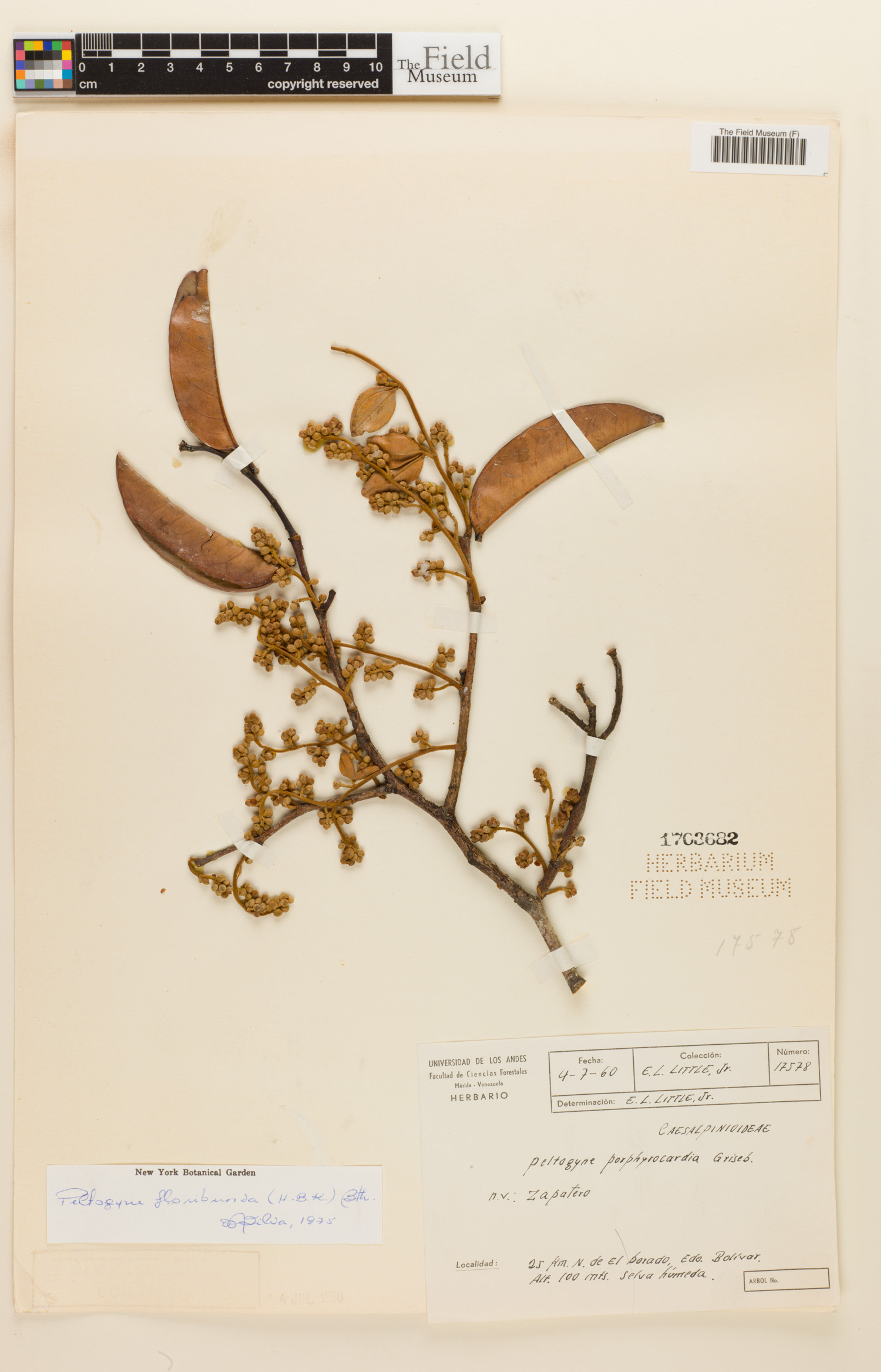 Peltogyne floribunda - 1