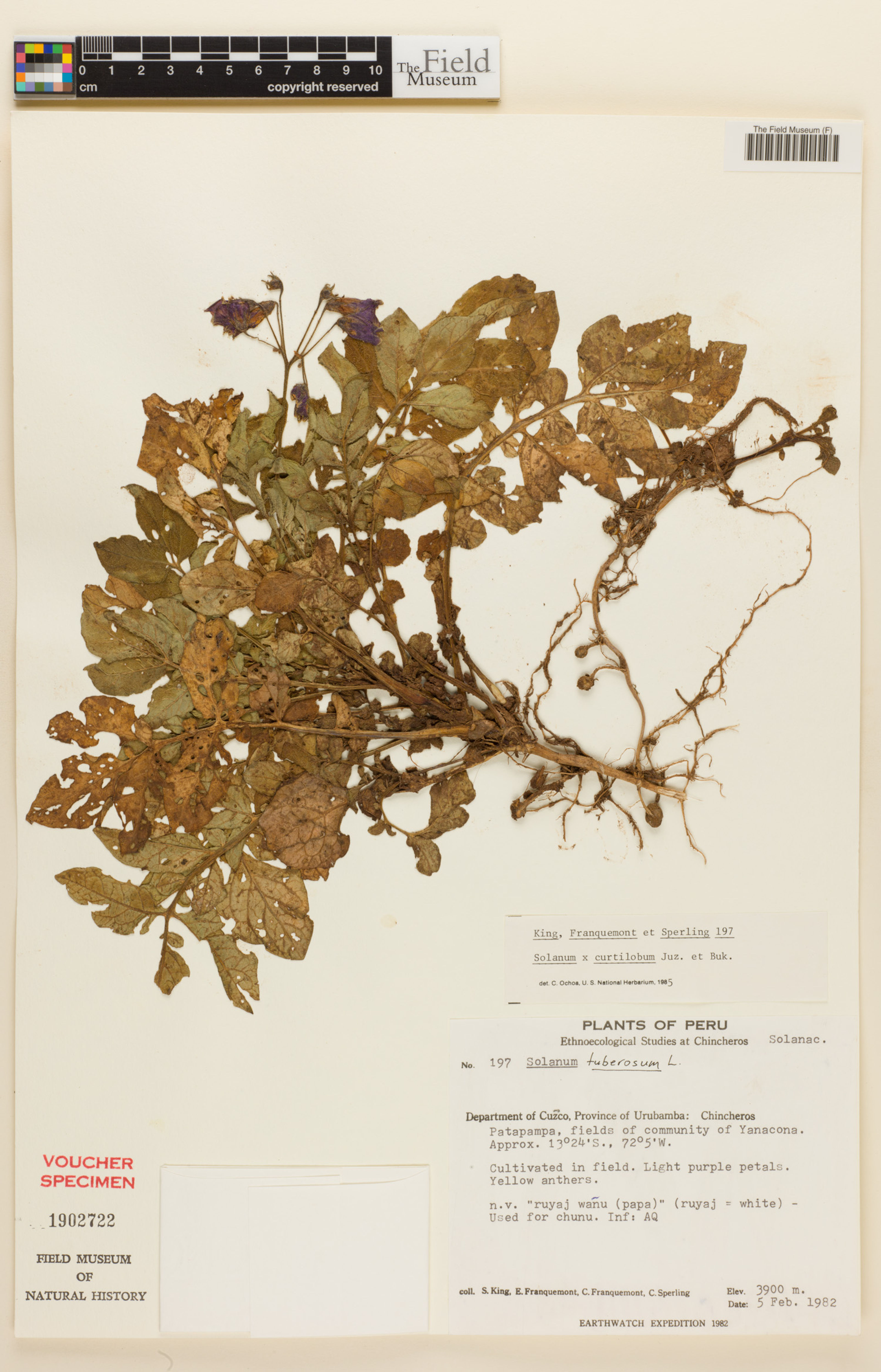 Solanum curtilobum - 14