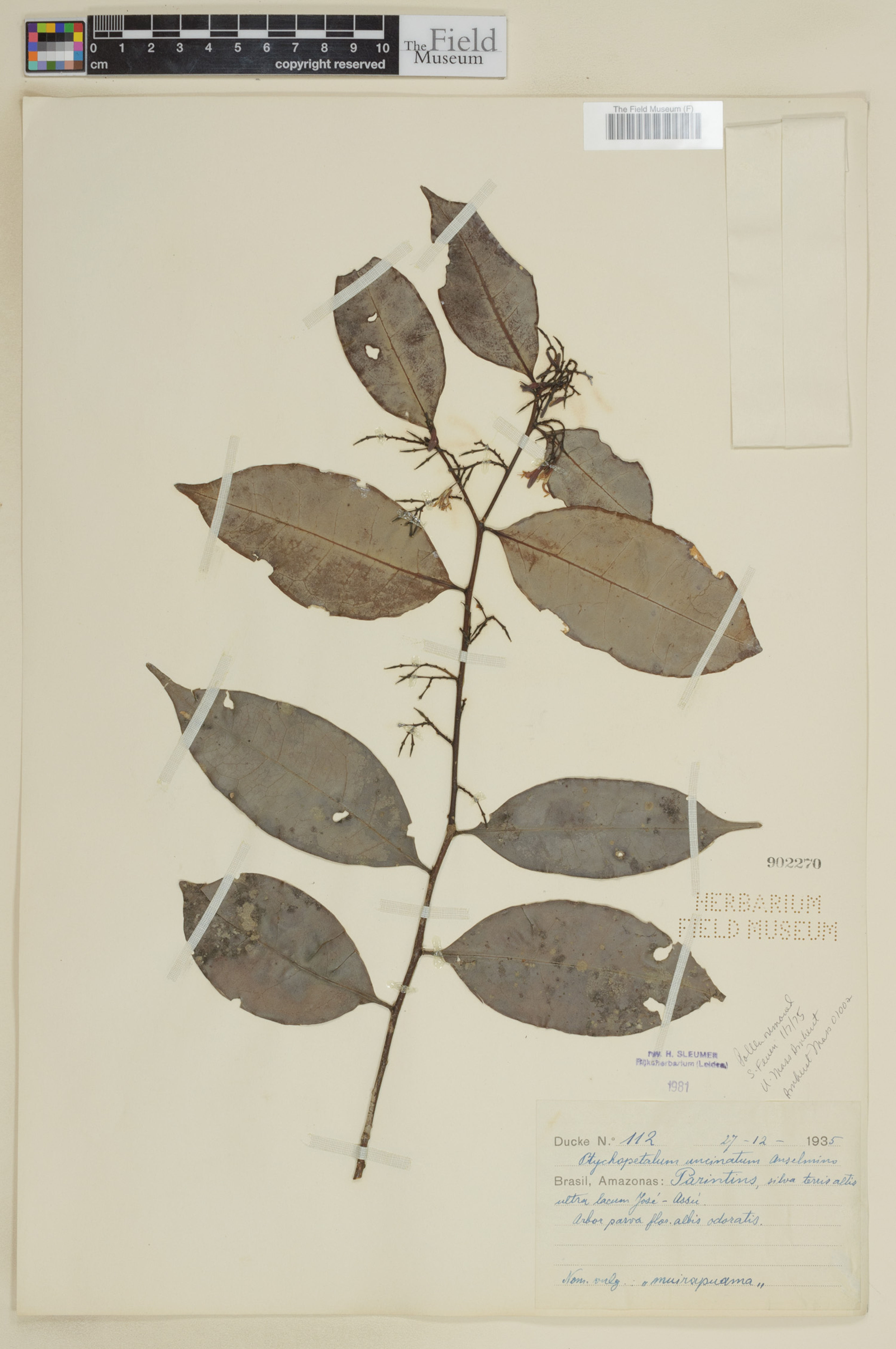 Ptychopetalum uncinatum - 2