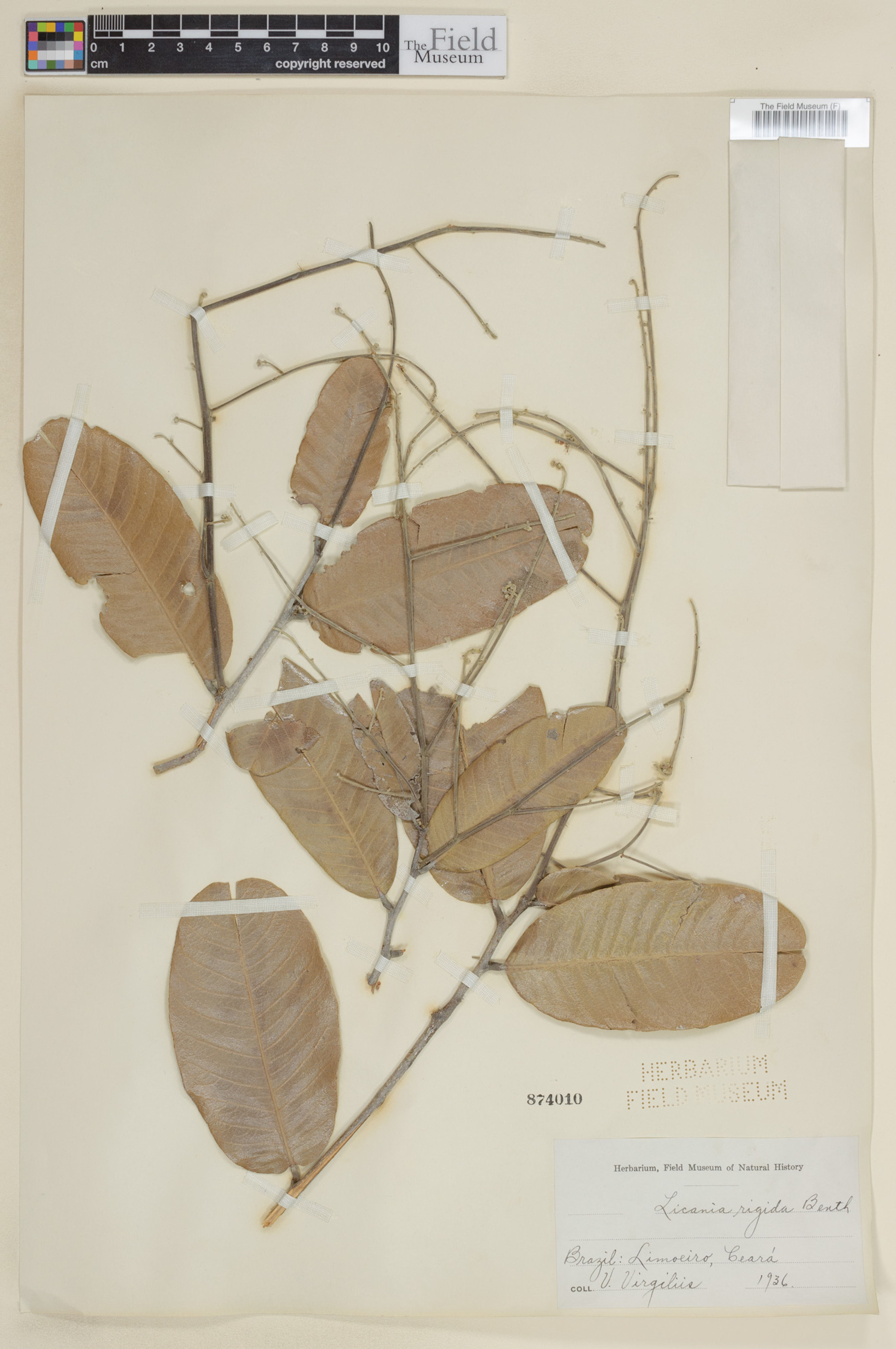 Licania rigida - 5