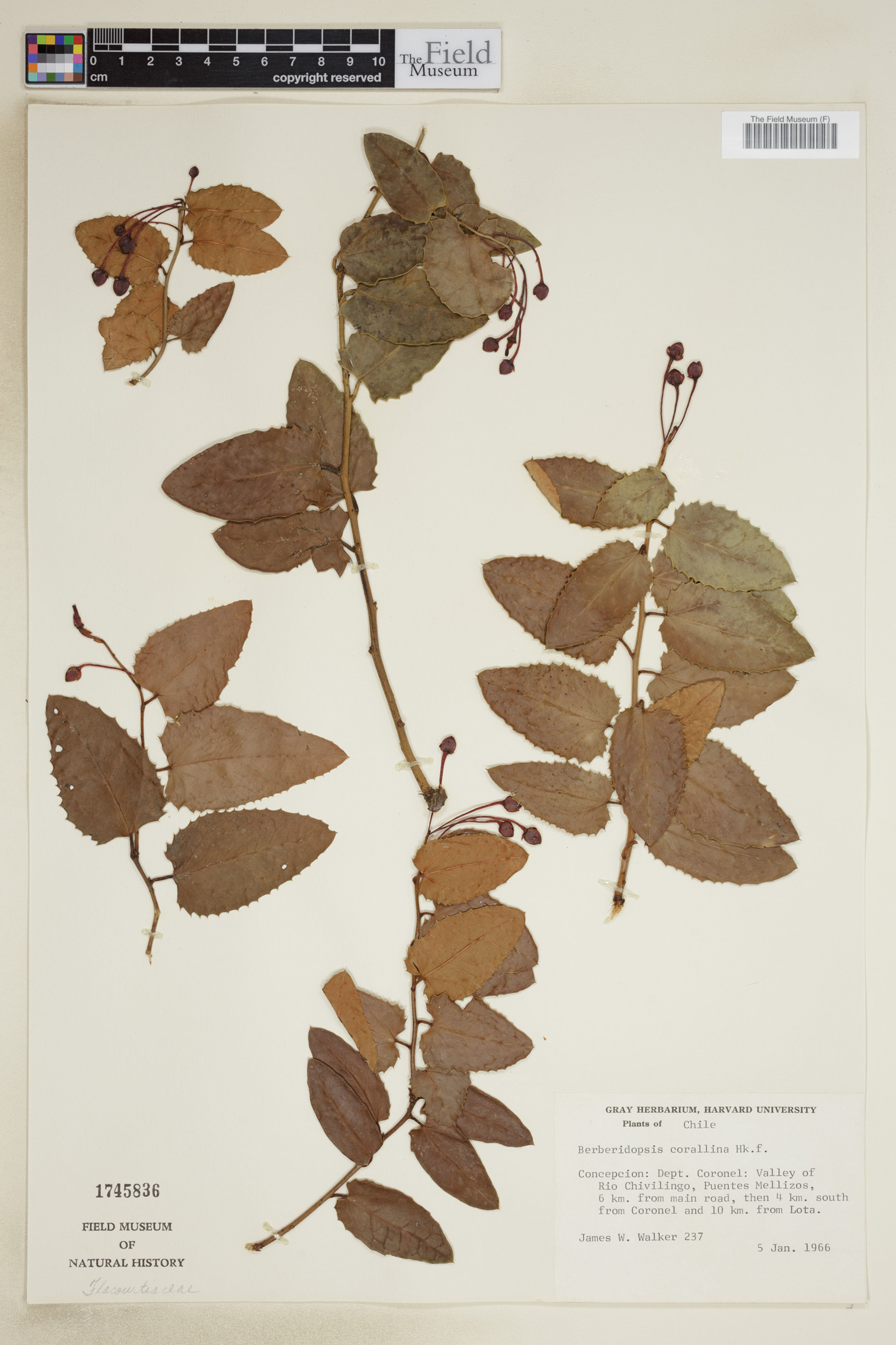 Berberidopsis corallina - 24