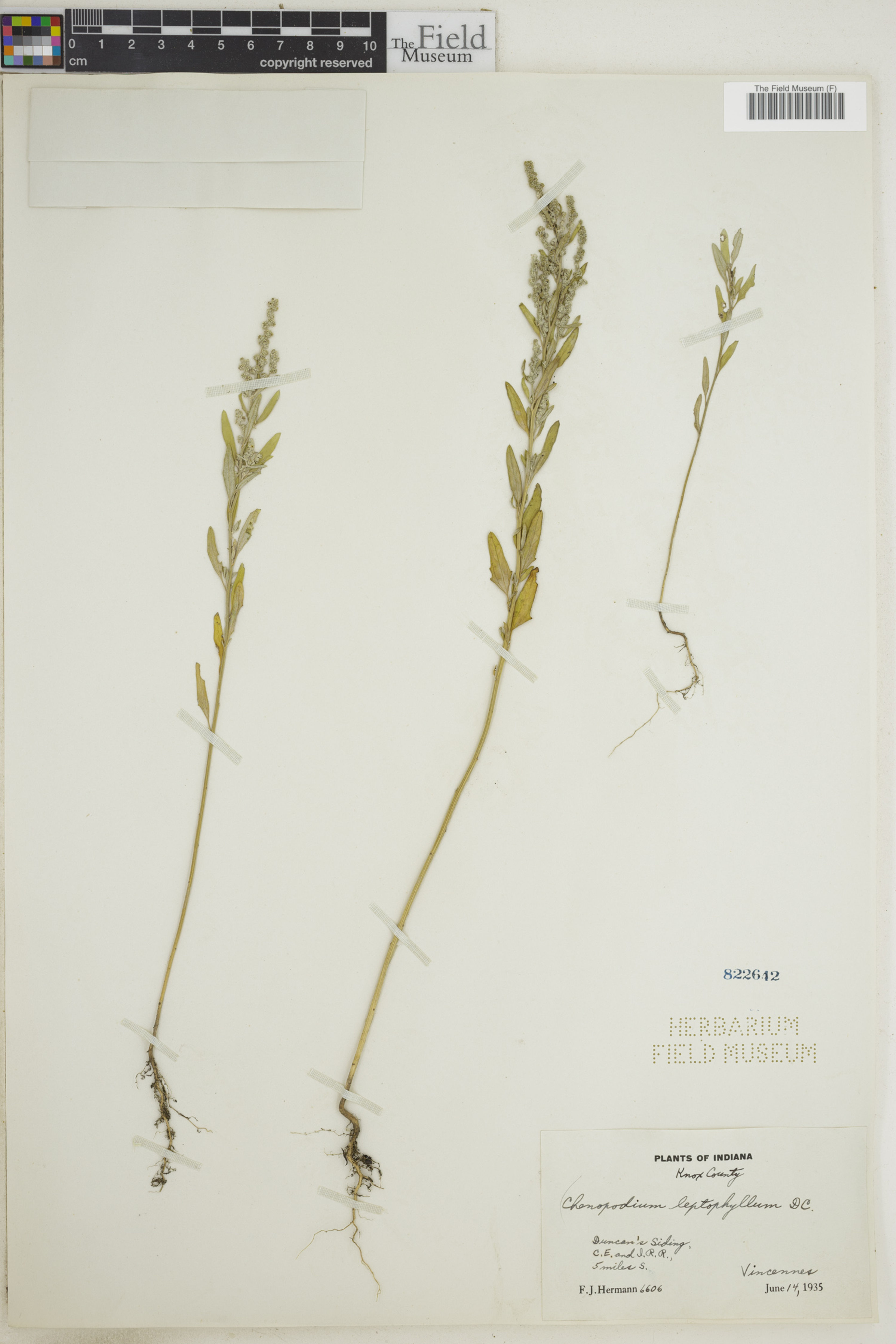 Chenopodium leptophyllum - 62