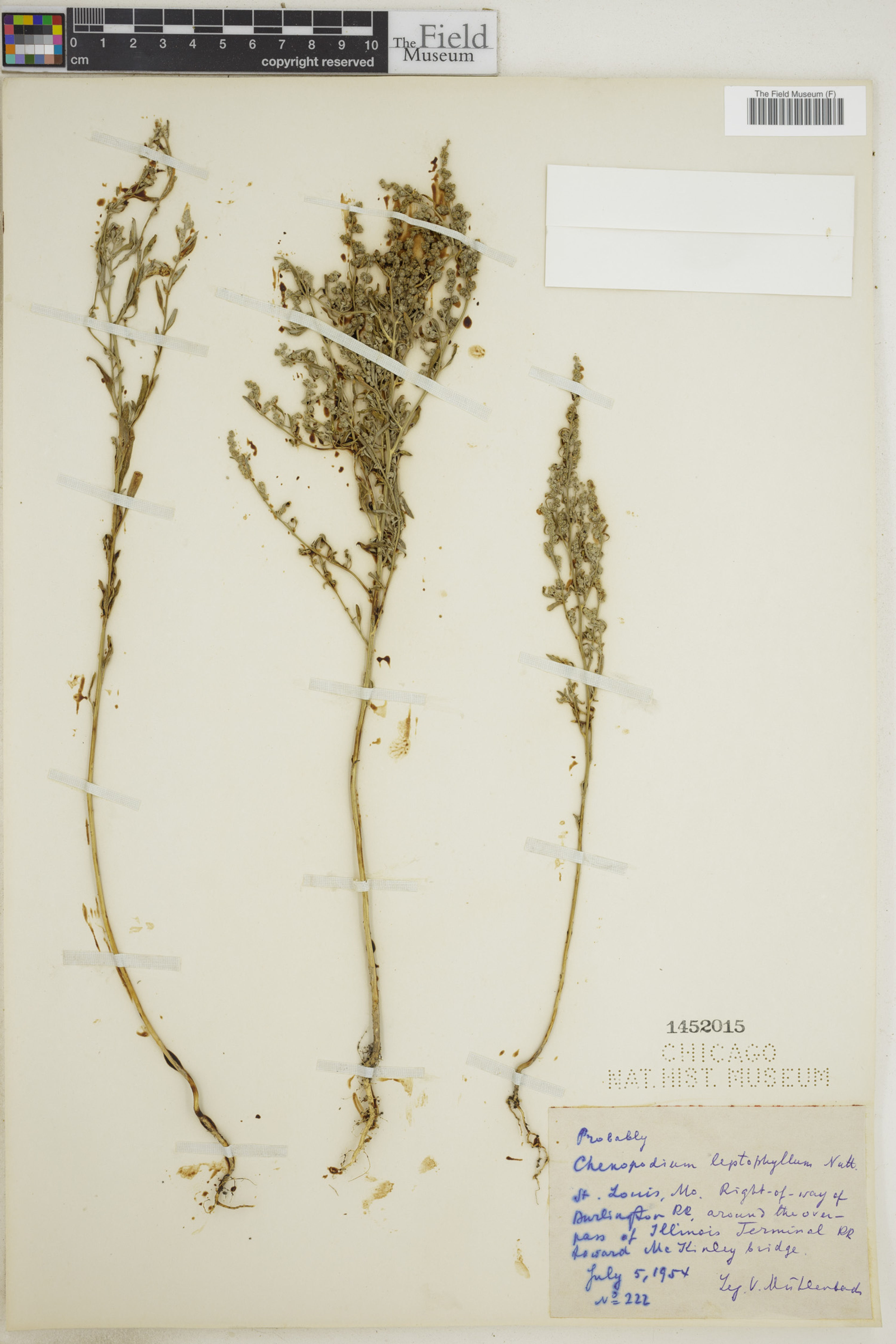 Chenopodium leptophyllum - 20