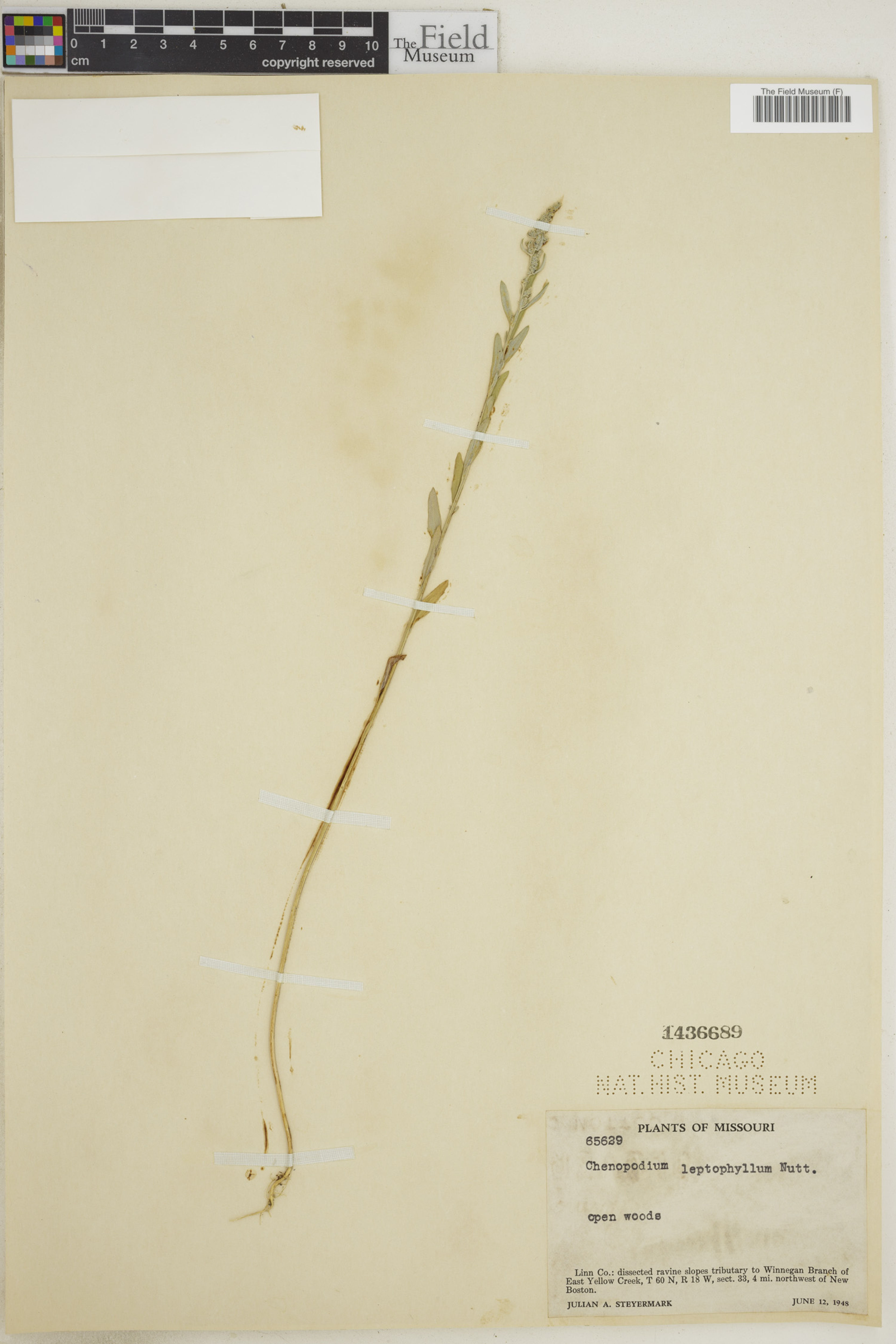 Chenopodium leptophyllum - 43