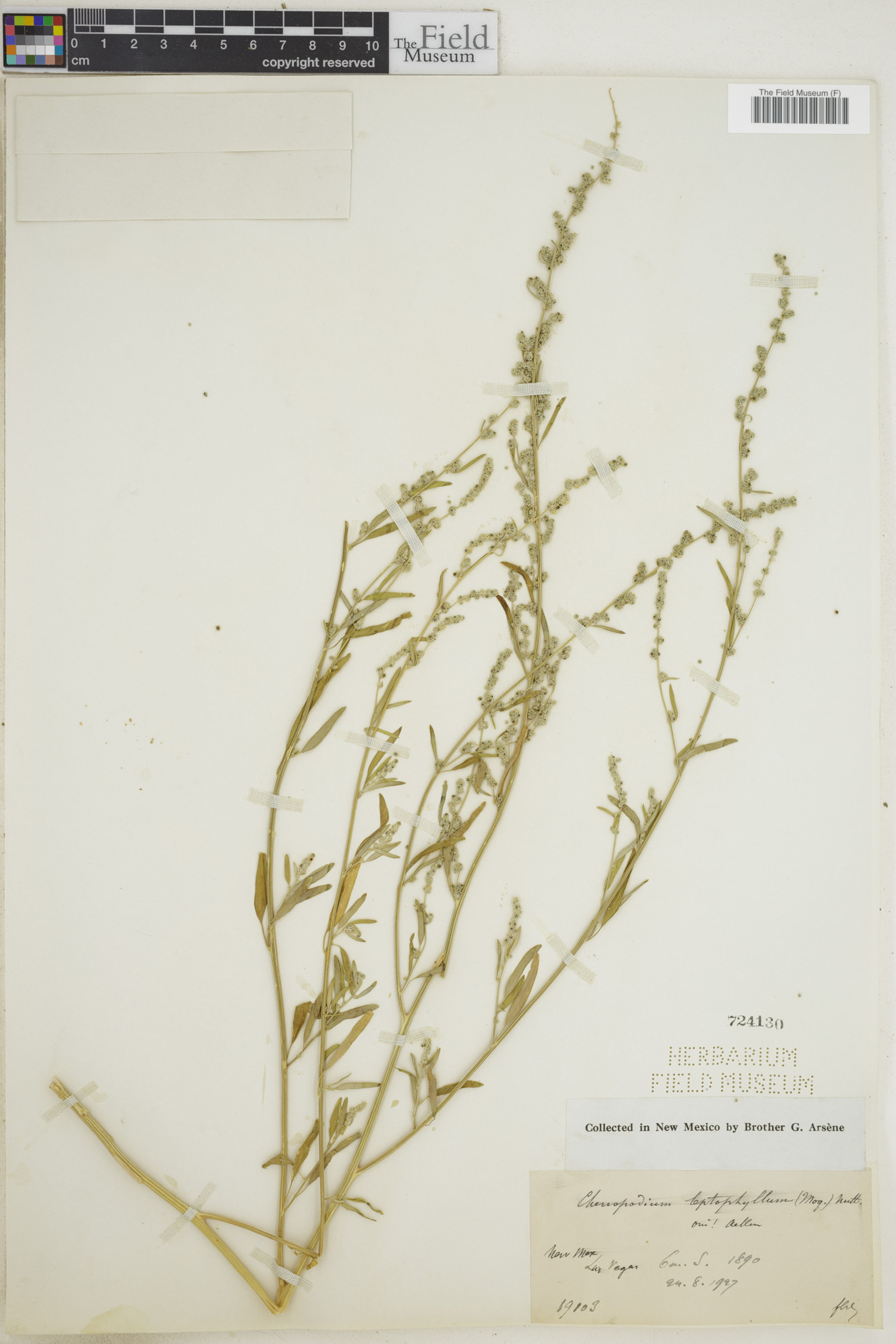 Chenopodium leptophyllum - 64