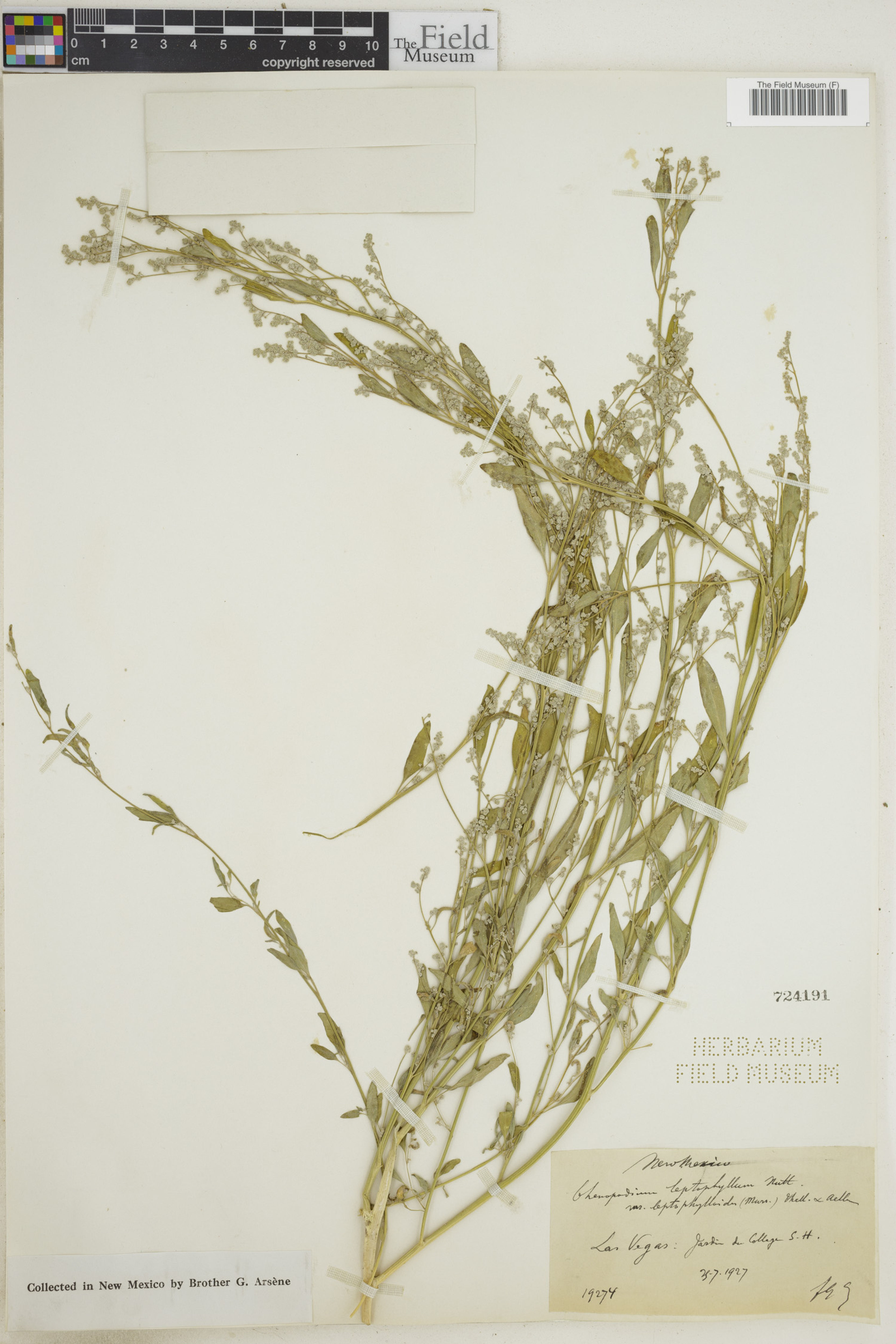 Chenopodium leptophyllum - 13