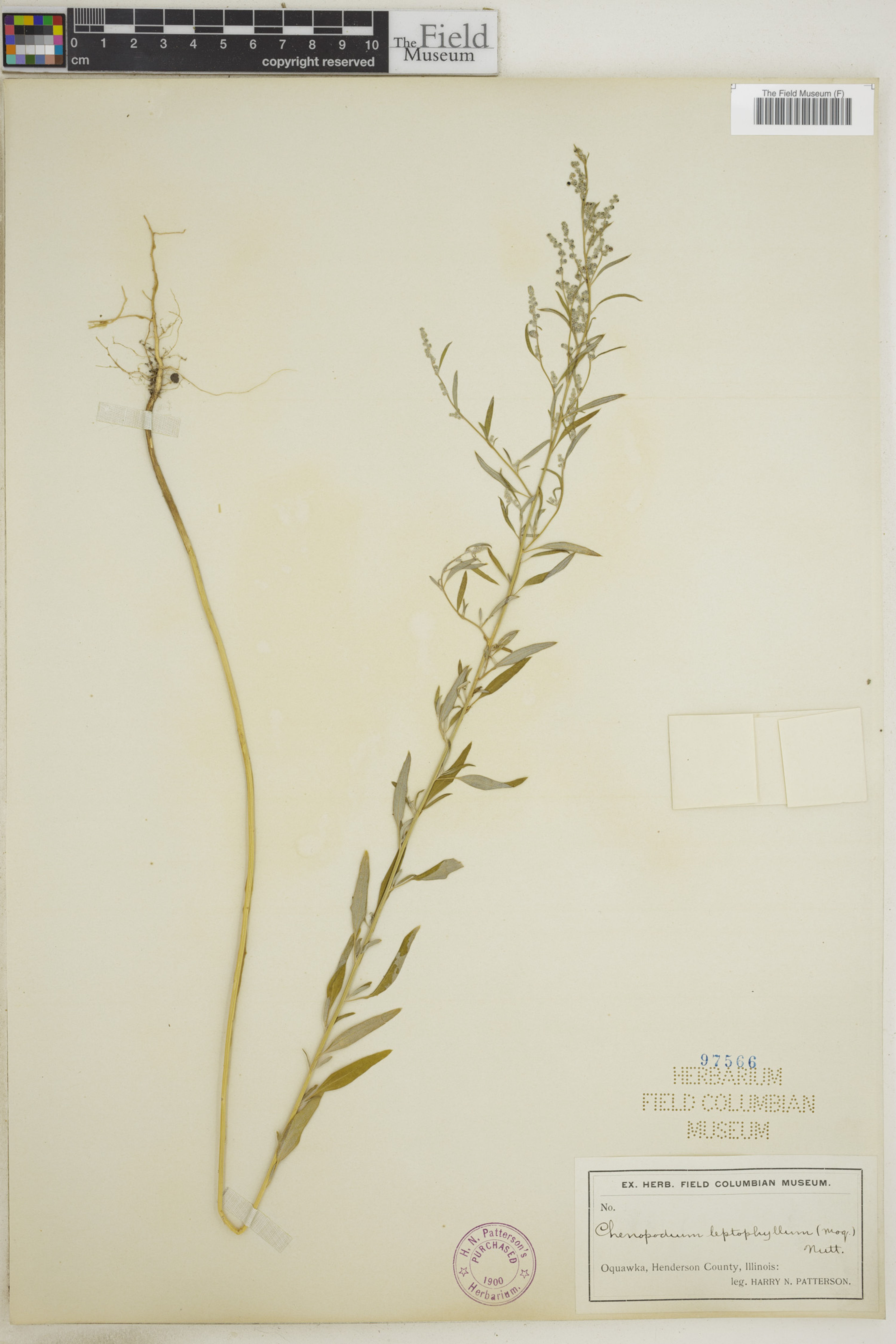 Chenopodium leptophyllum - 57