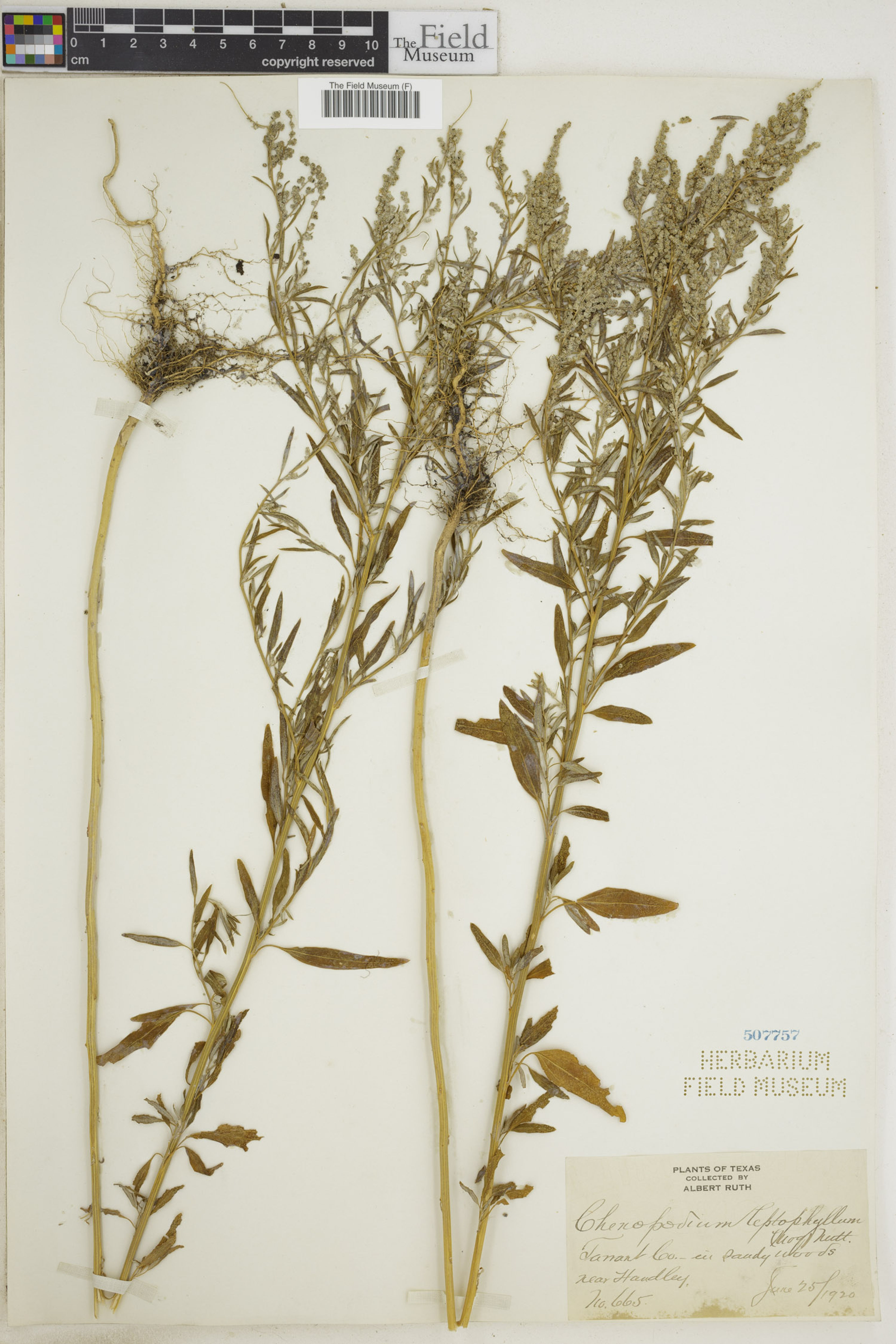 Chenopodium leptophyllum - 58