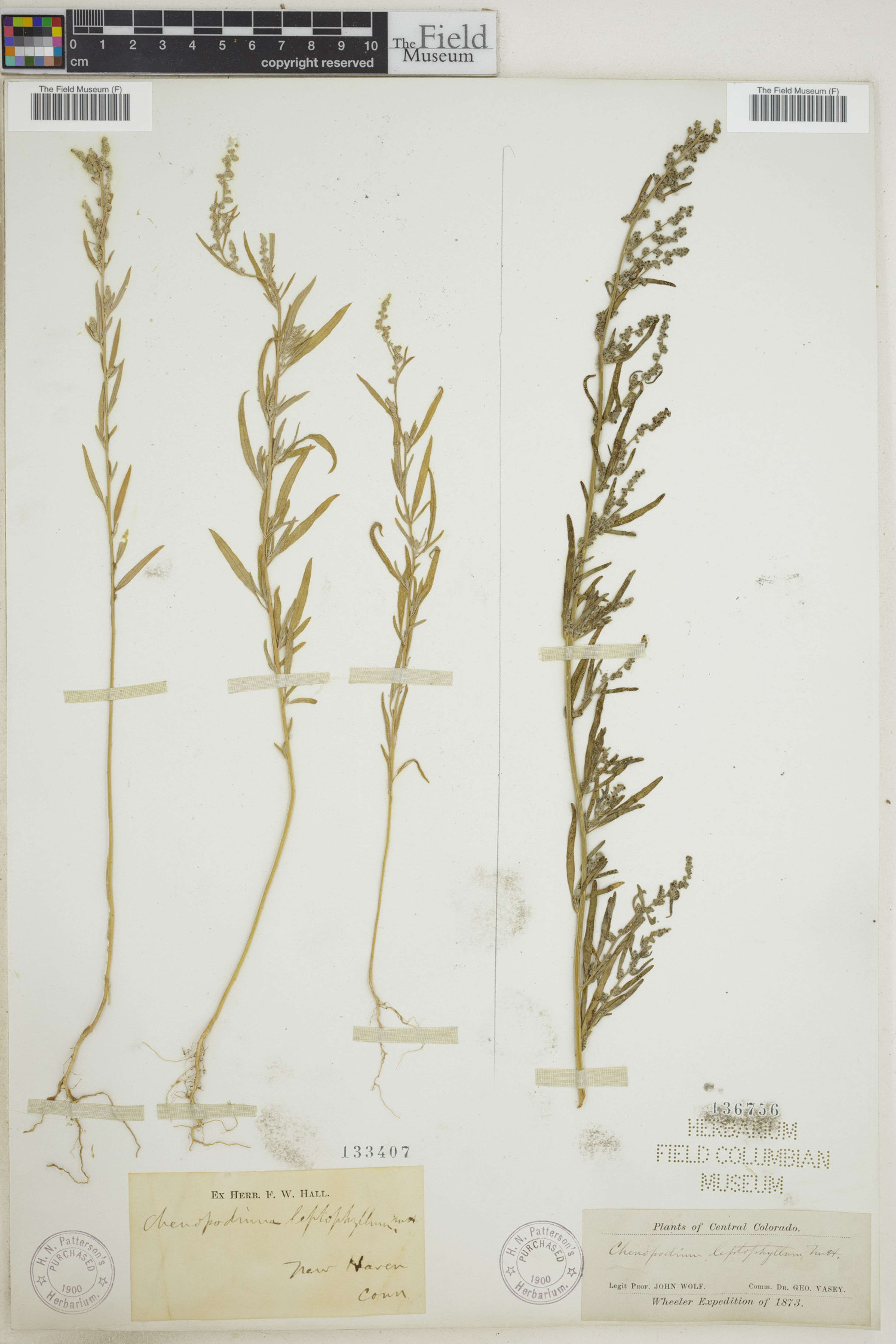 Chenopodium leptophyllum - 28