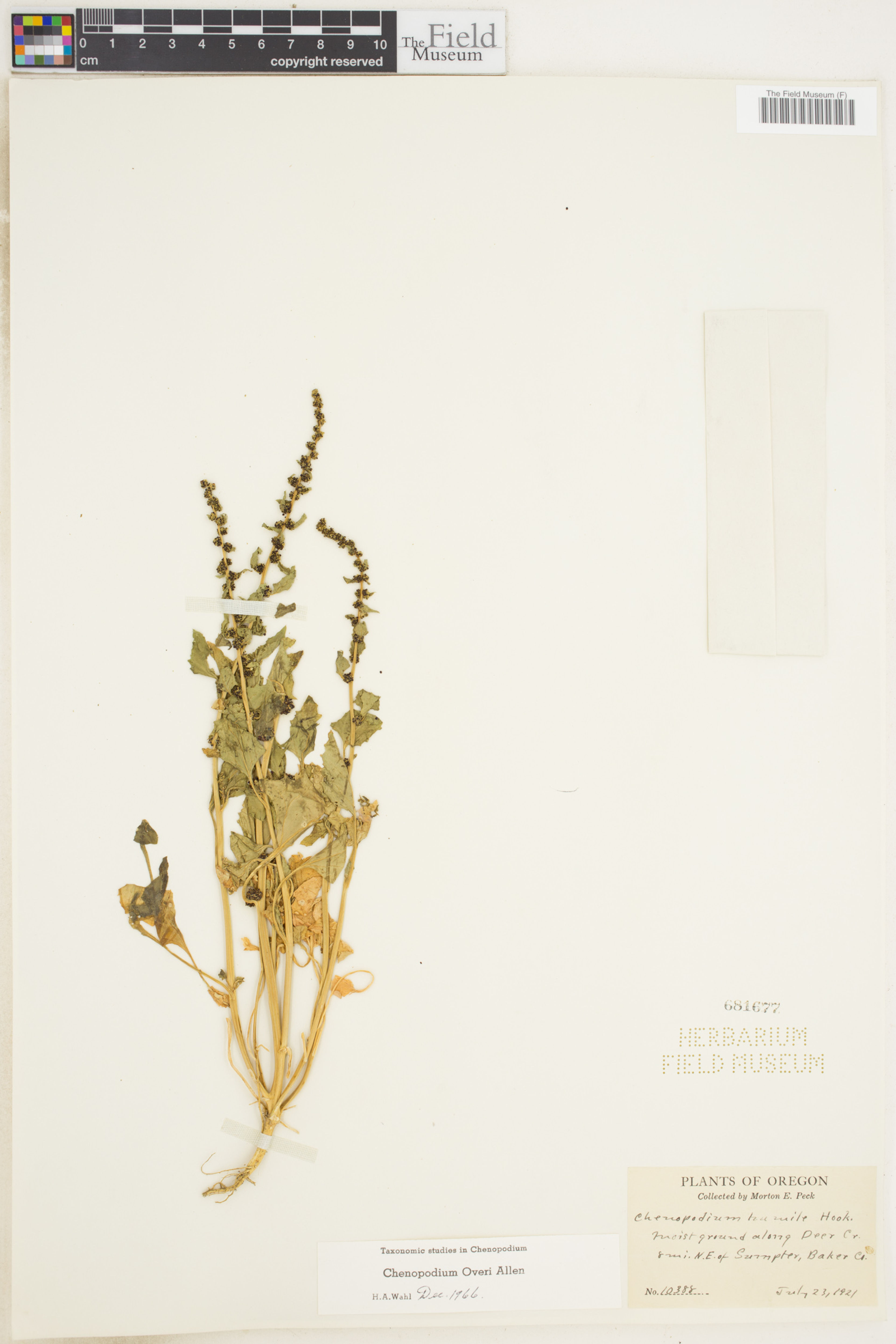 Chenopodium overi - 16