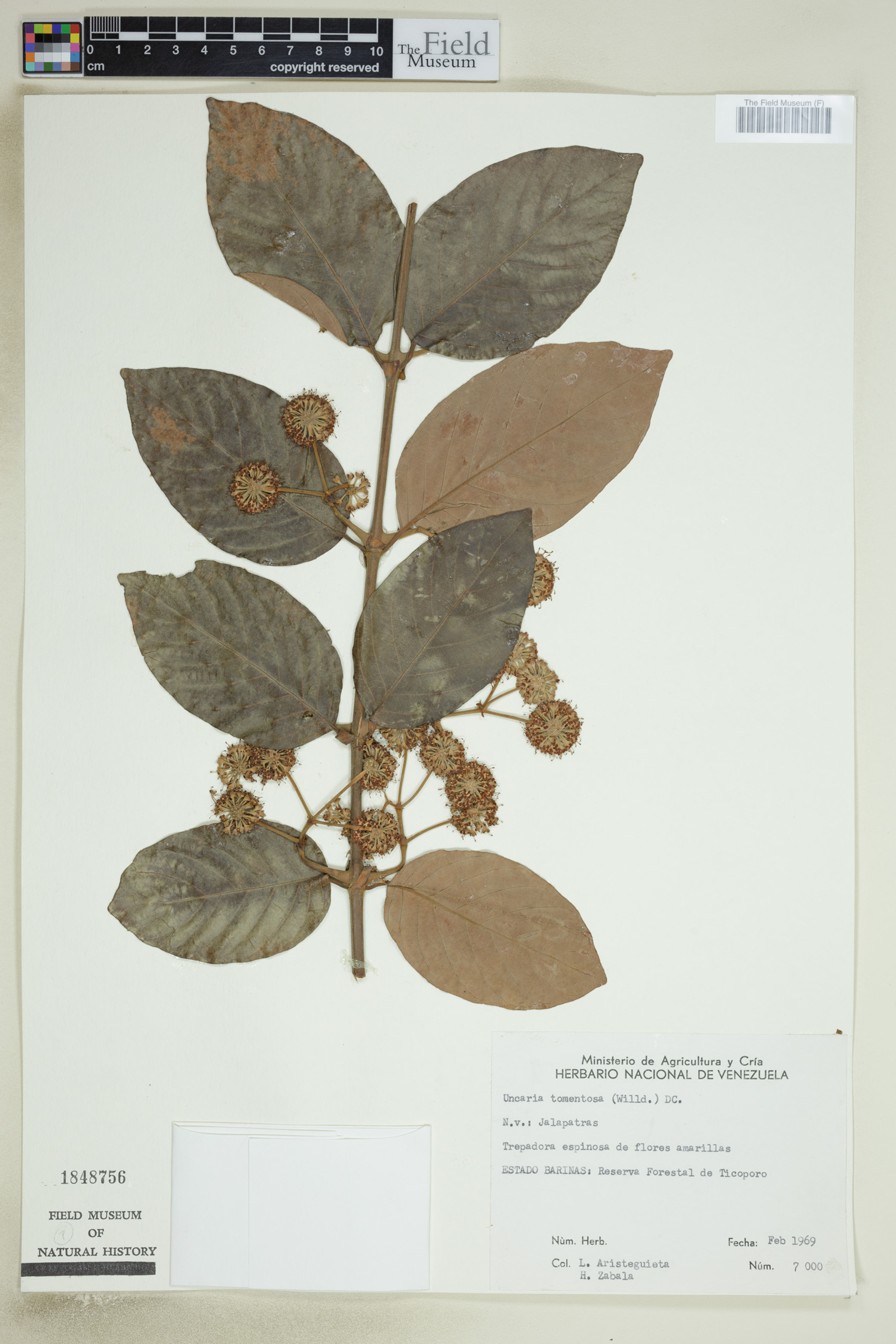 Uncaria tomentosa - 118