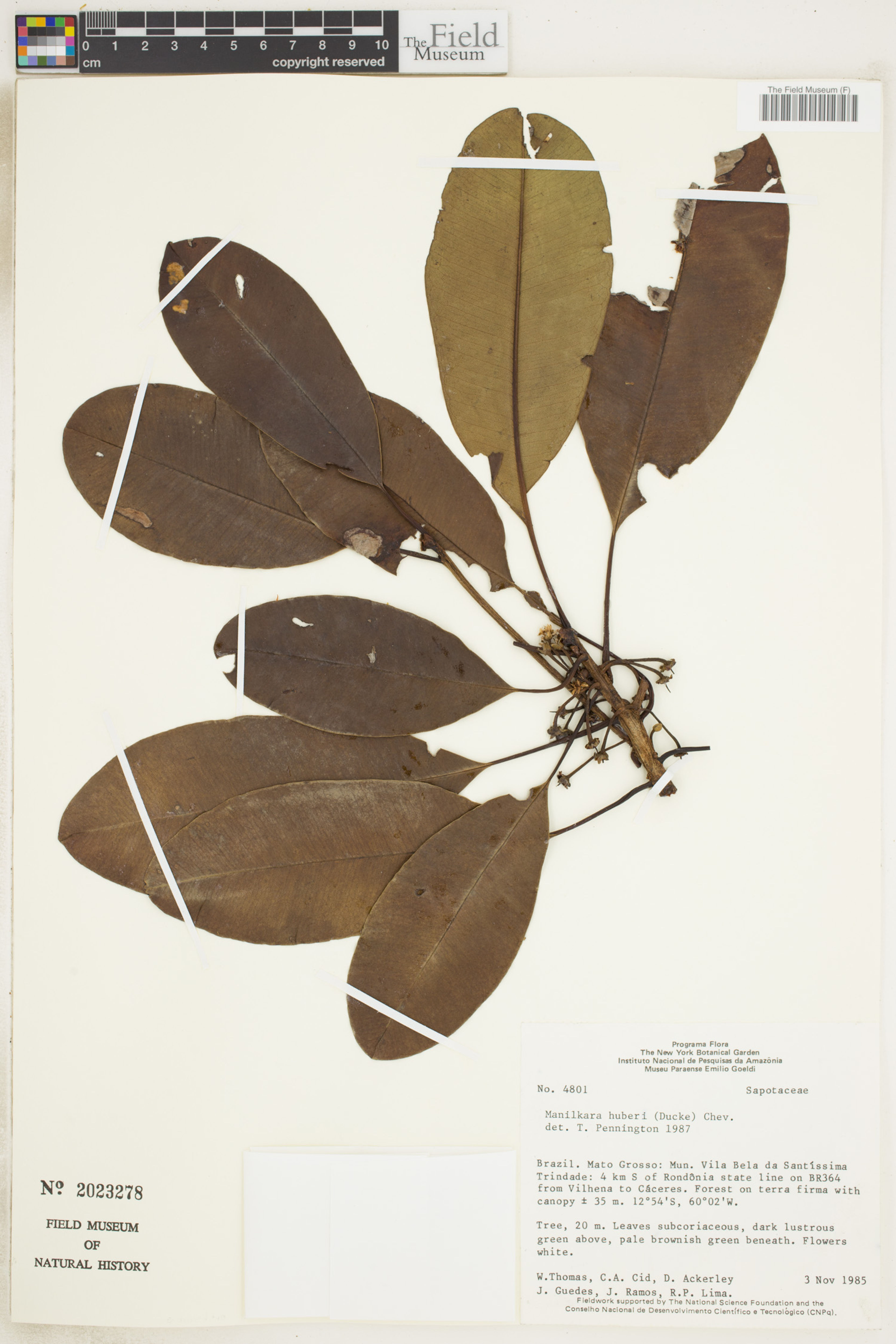 Manilkara huberi - 26