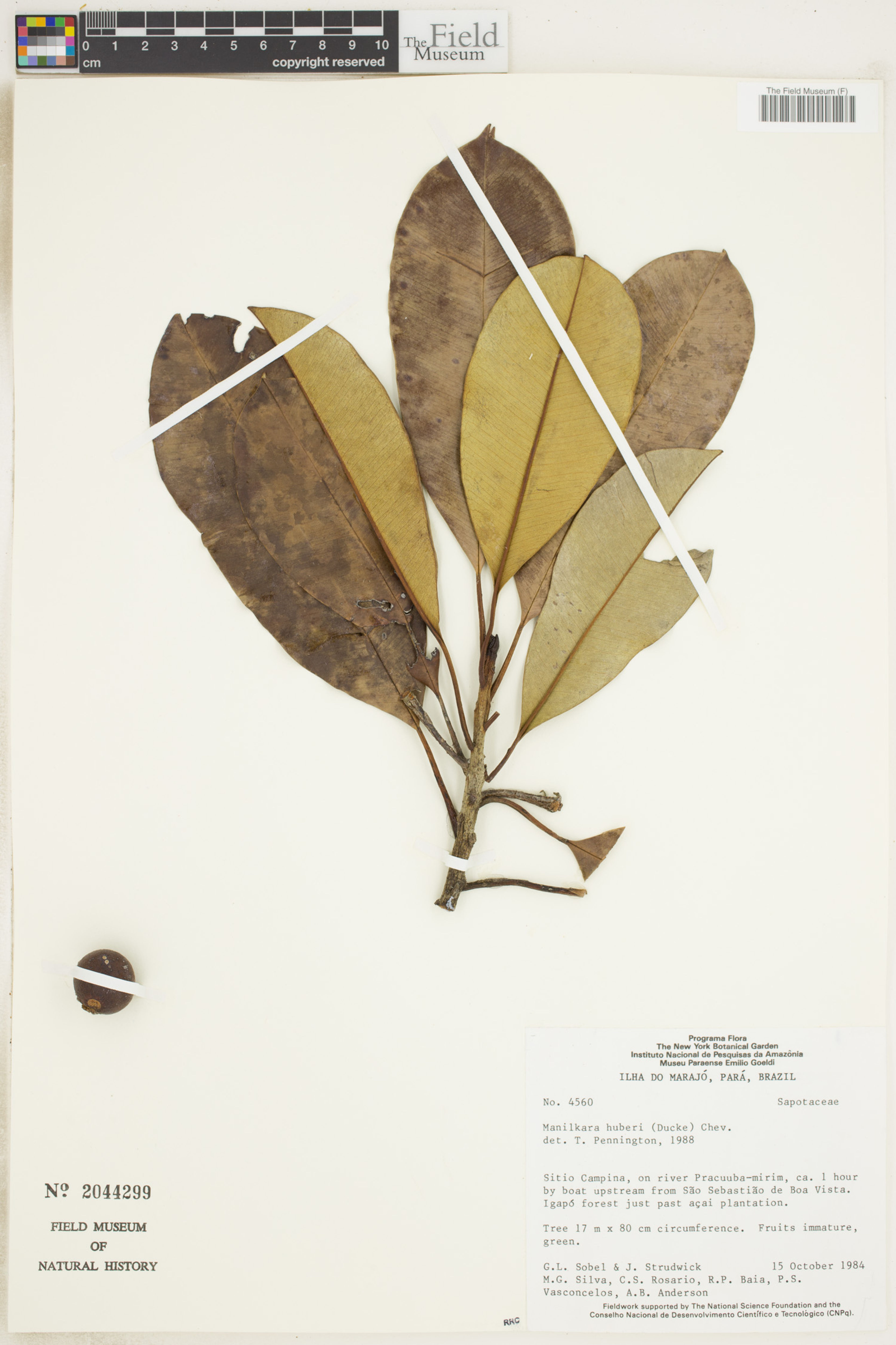 Manilkara huberi - 13