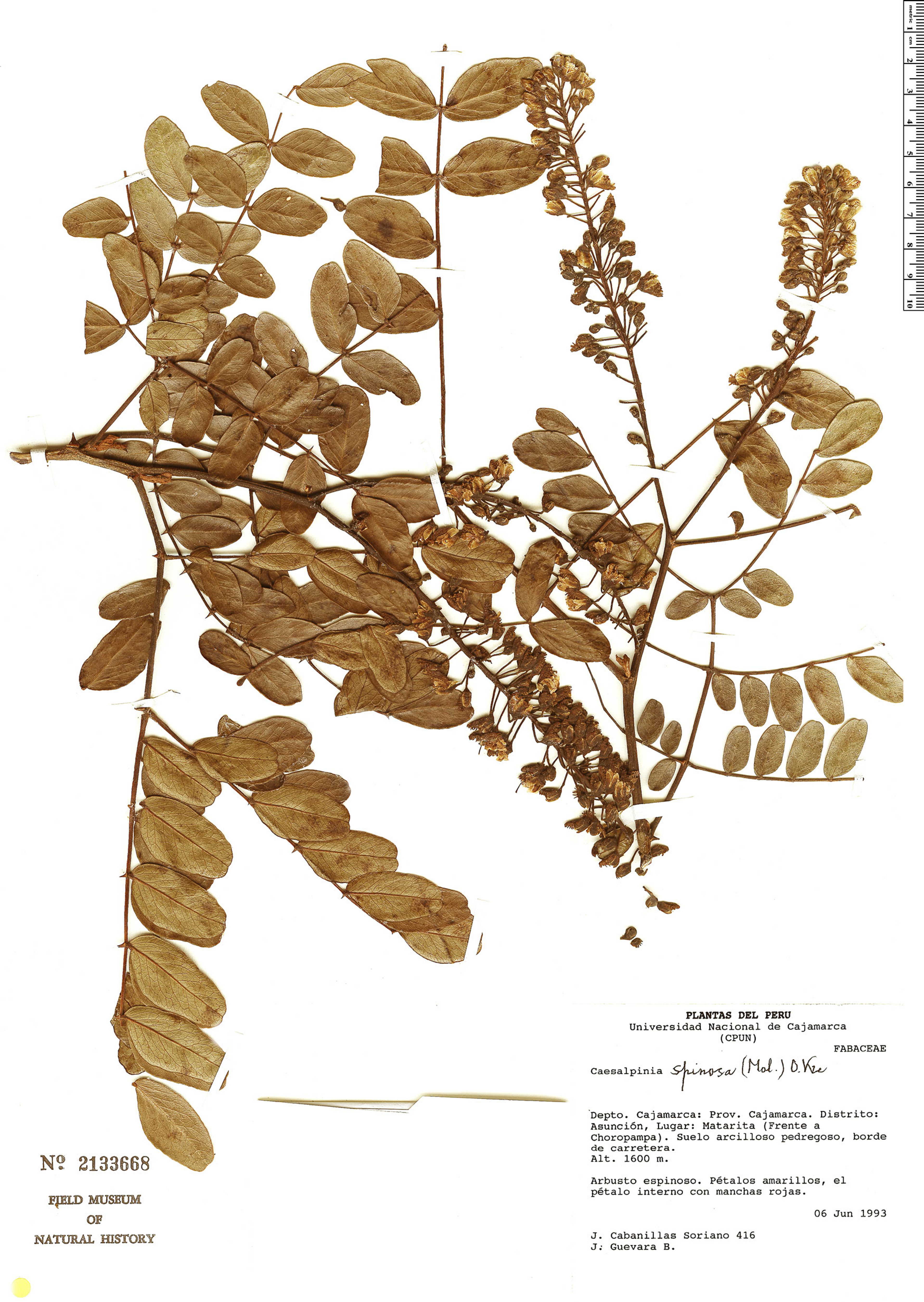 Caesalpinia spinosa - 99