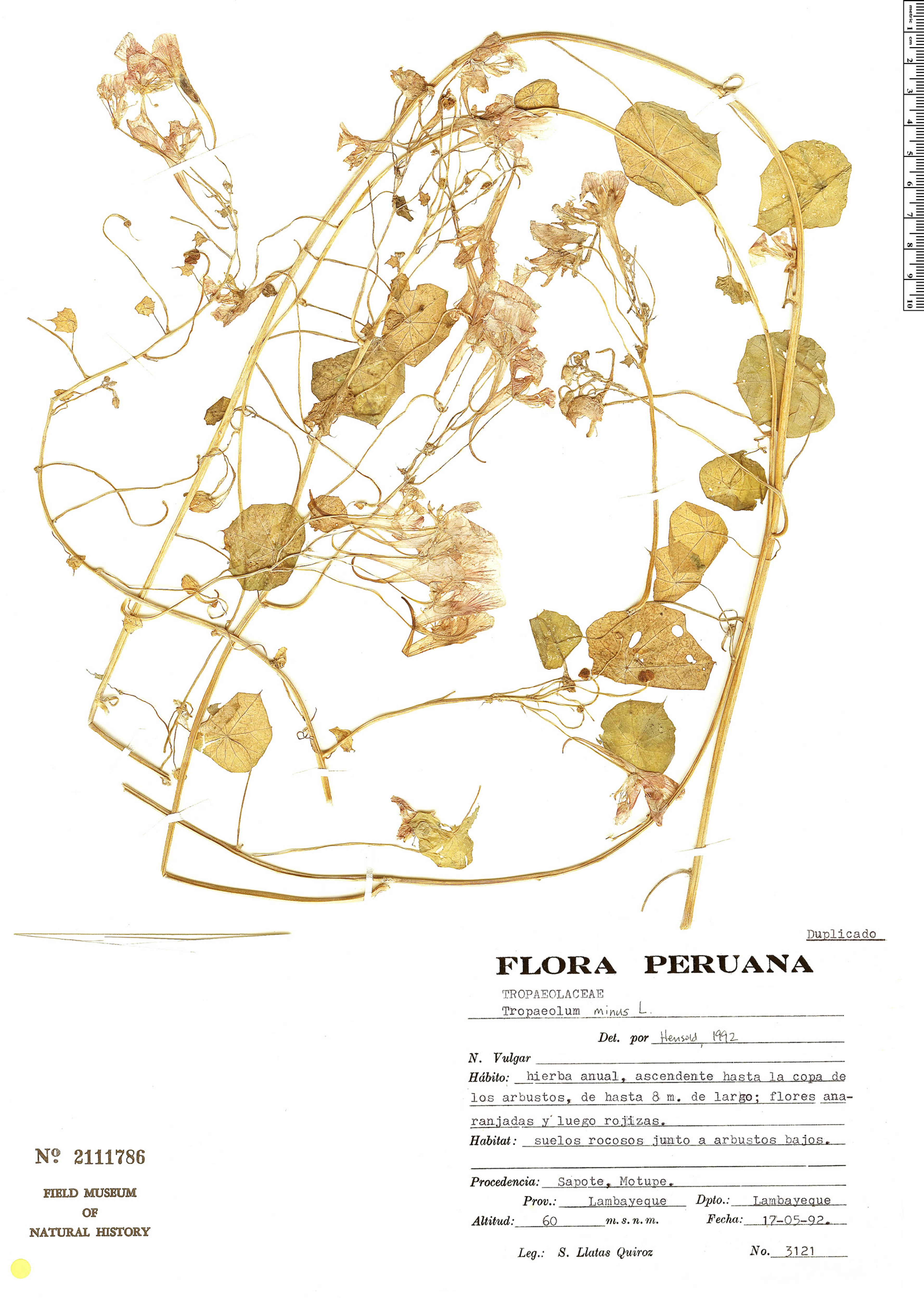 Tropaeolum minus - 24