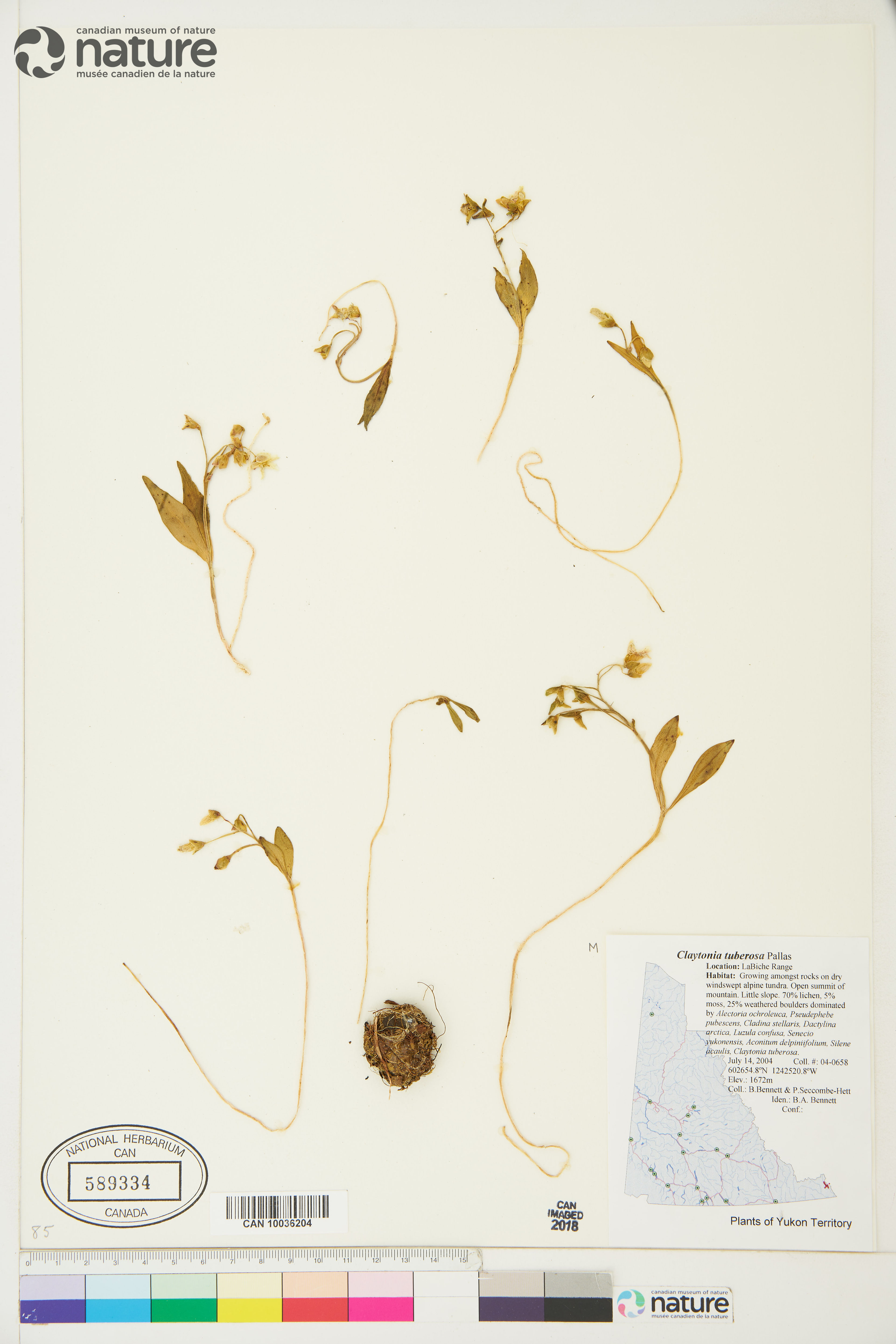 Claytonia tuberosa - 81