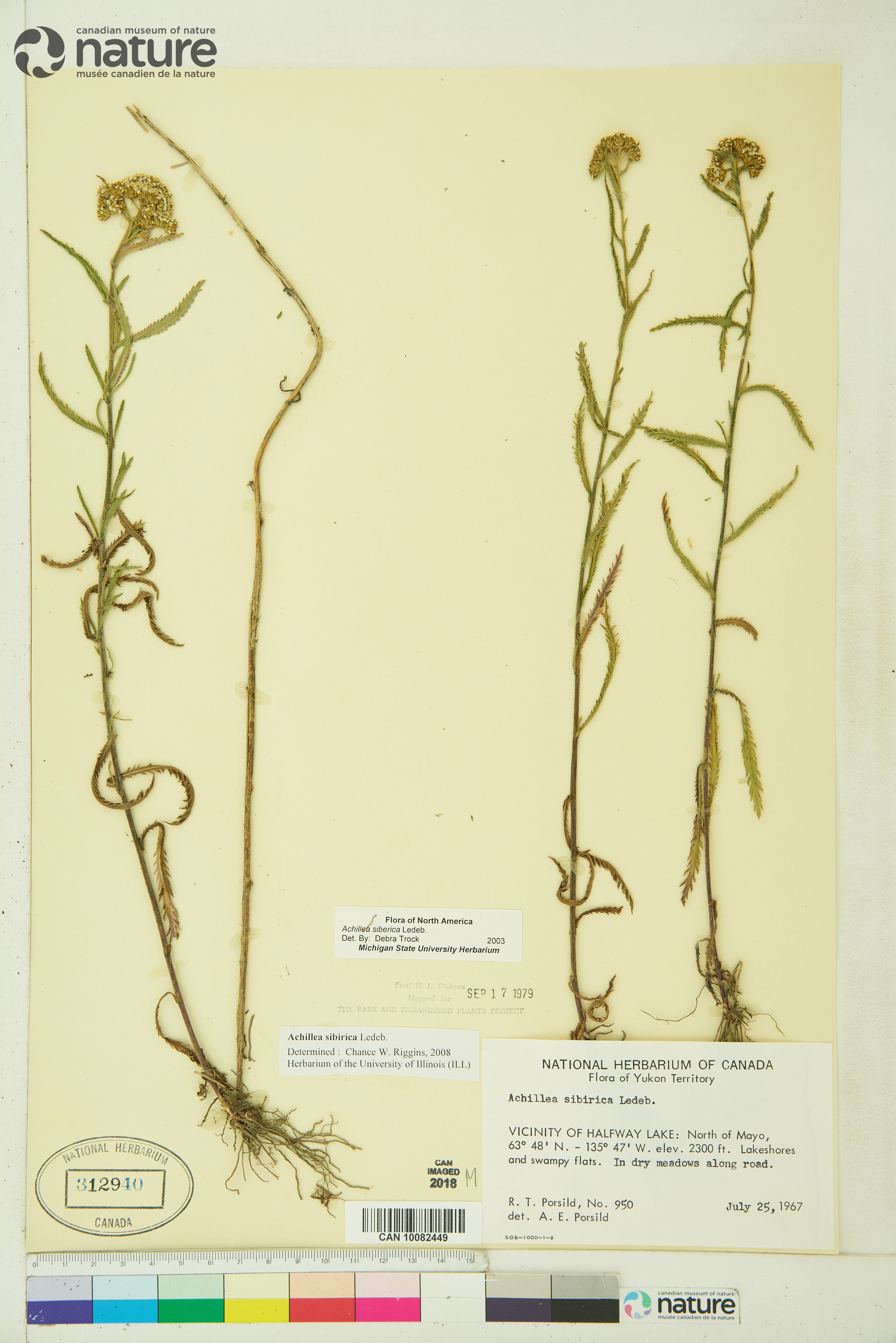 Achillea sibirica - 74