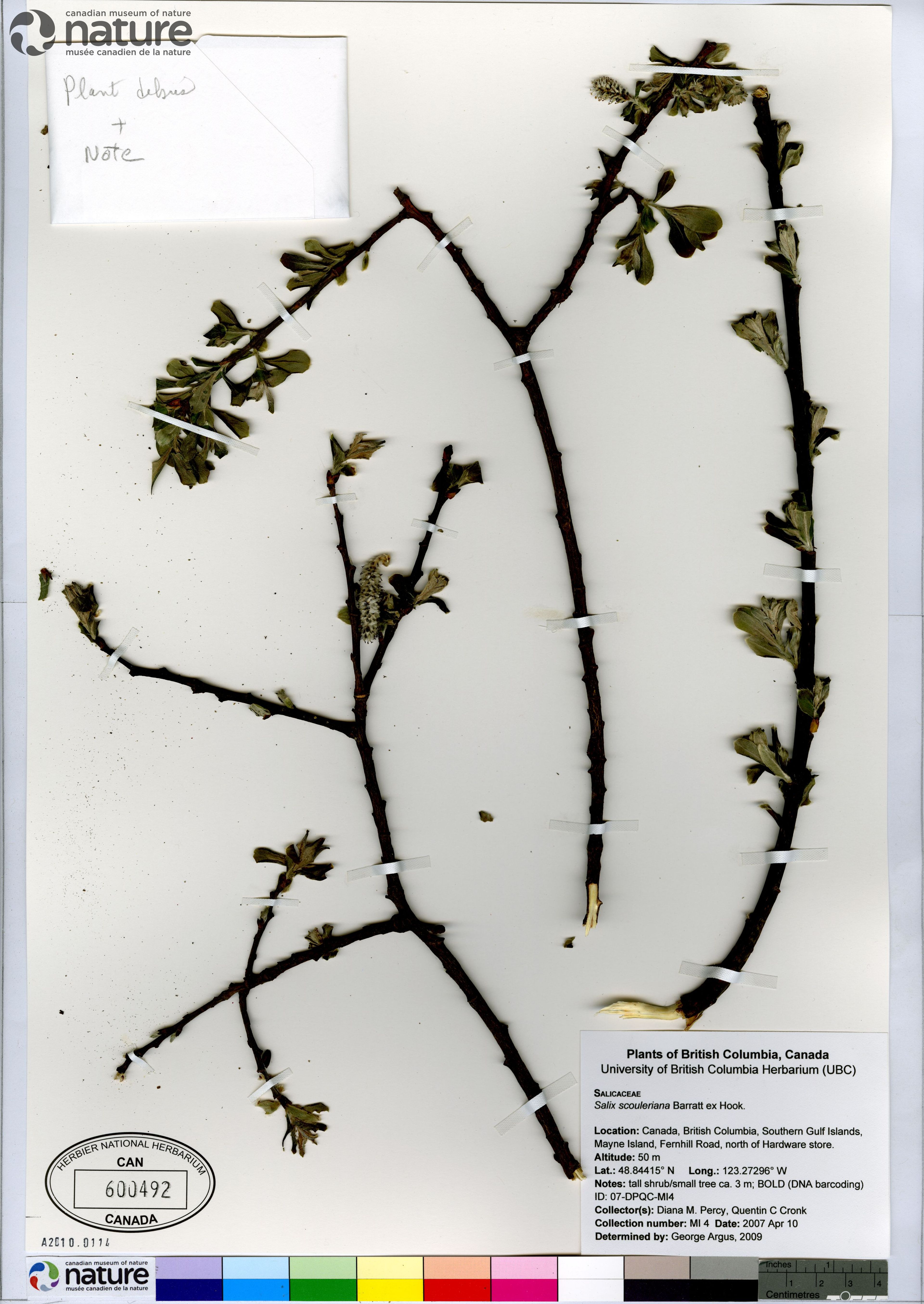 Salix scouleriana - 77