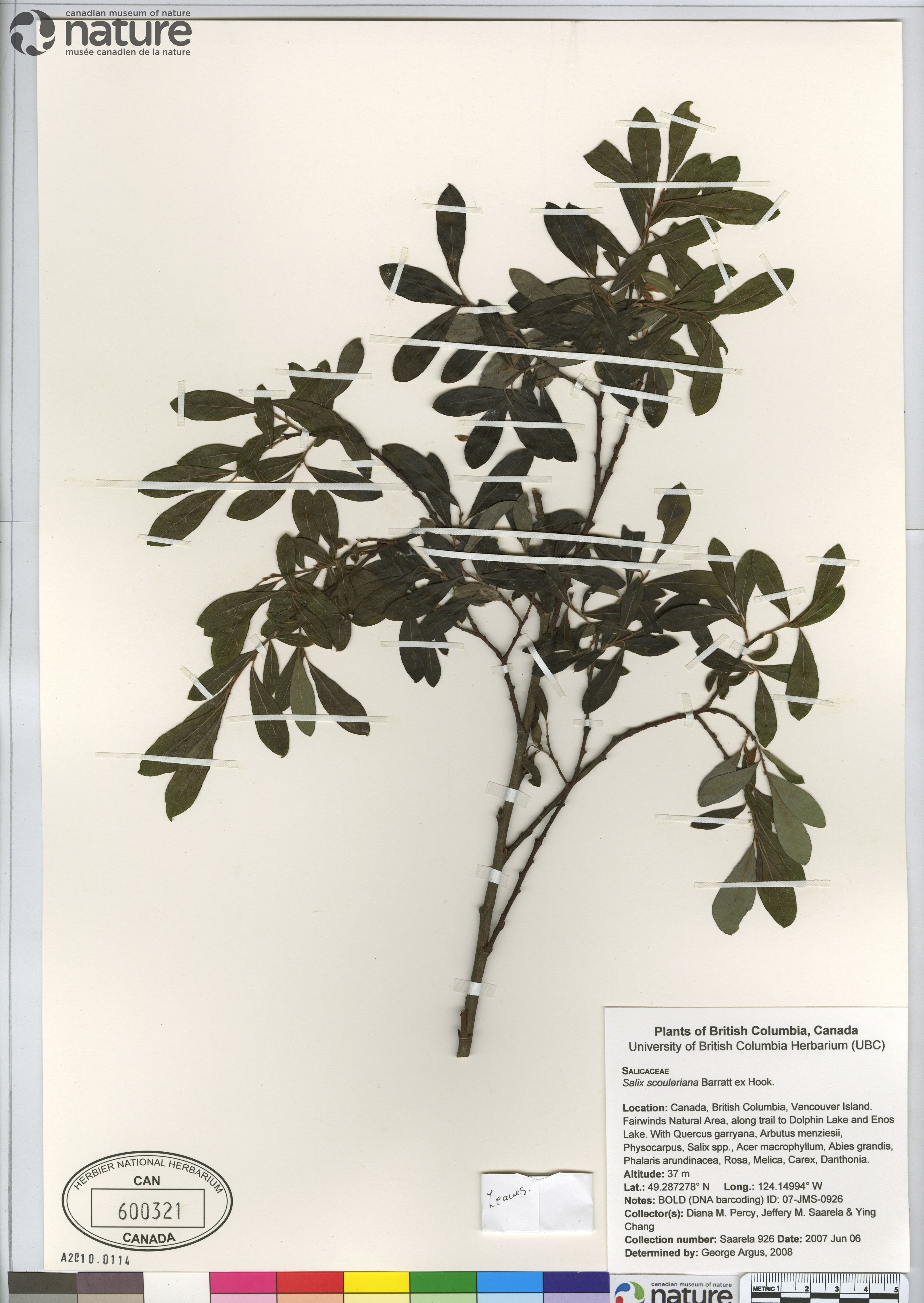 Salix scouleriana - 55