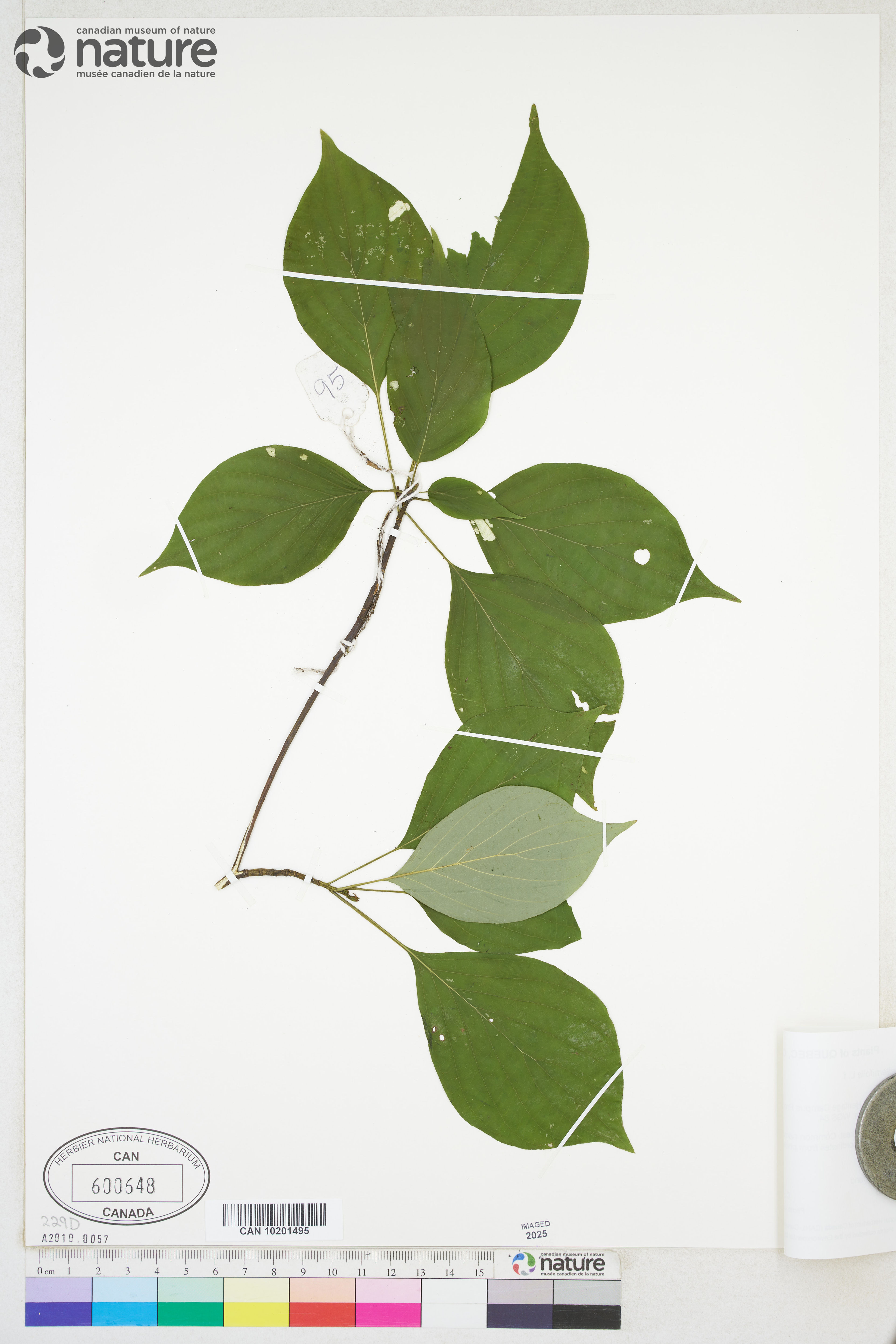 Cornus alternifolia - 44