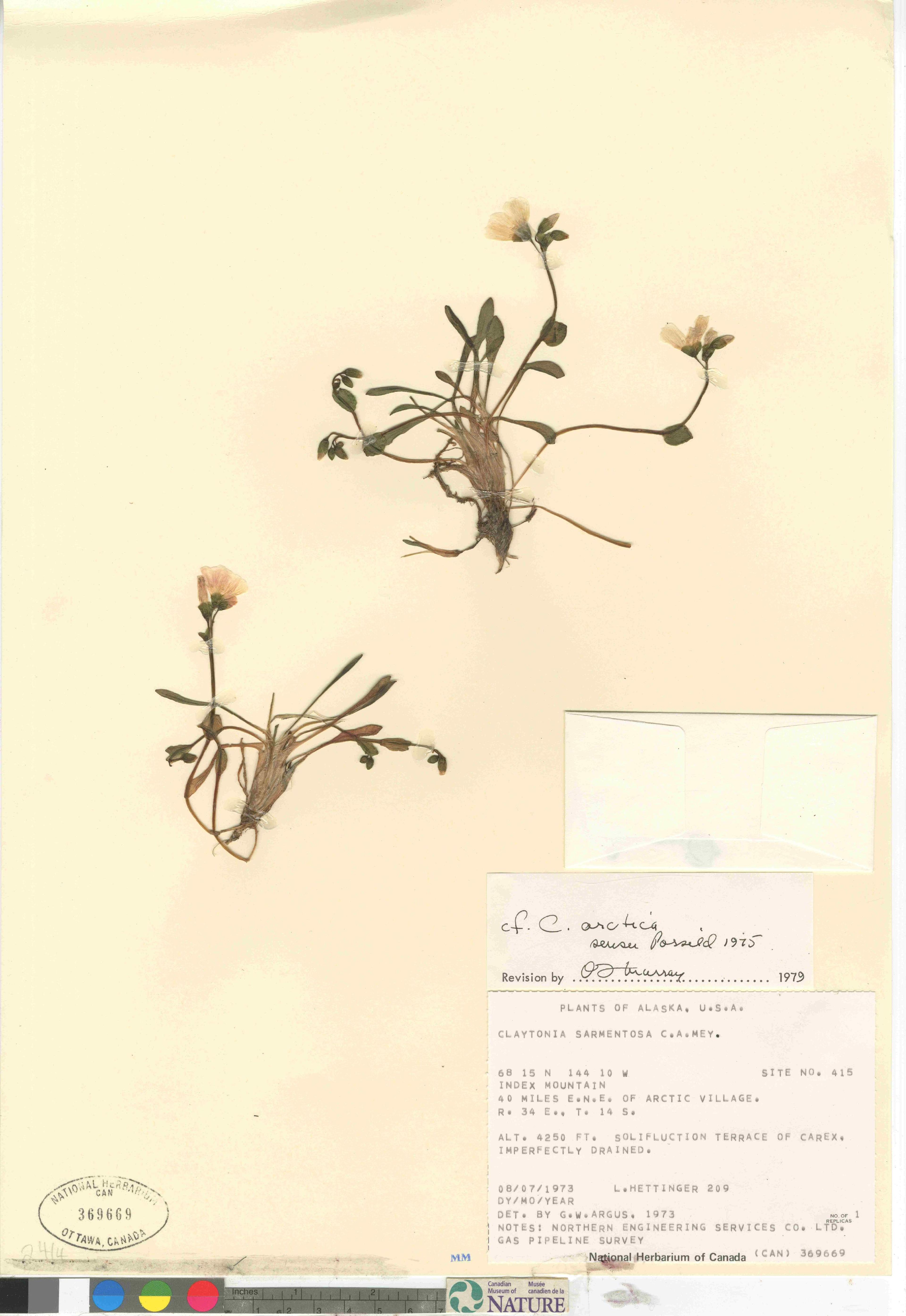Claytonia scammaniana - 38
