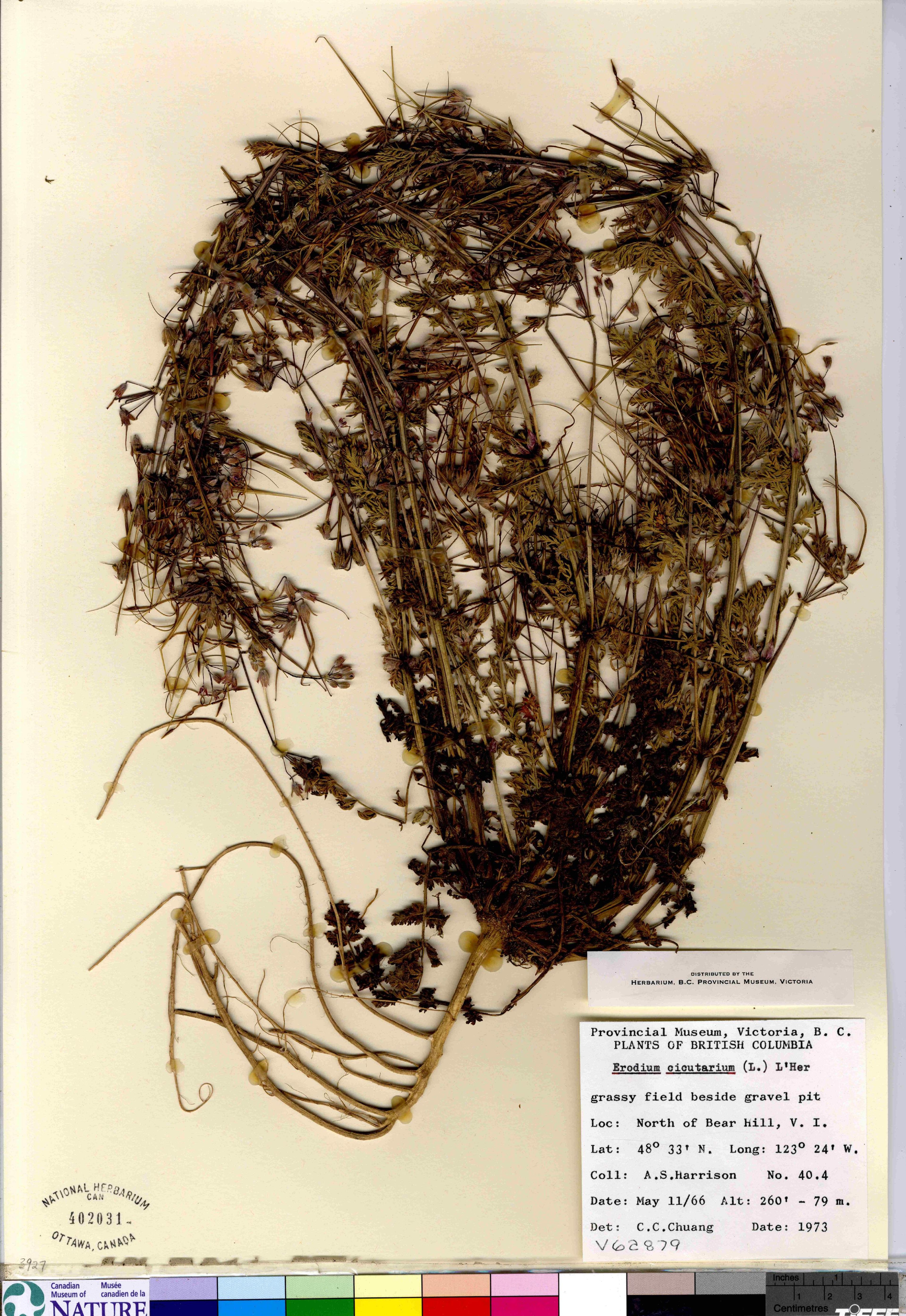 Erodium cicutarium - 24