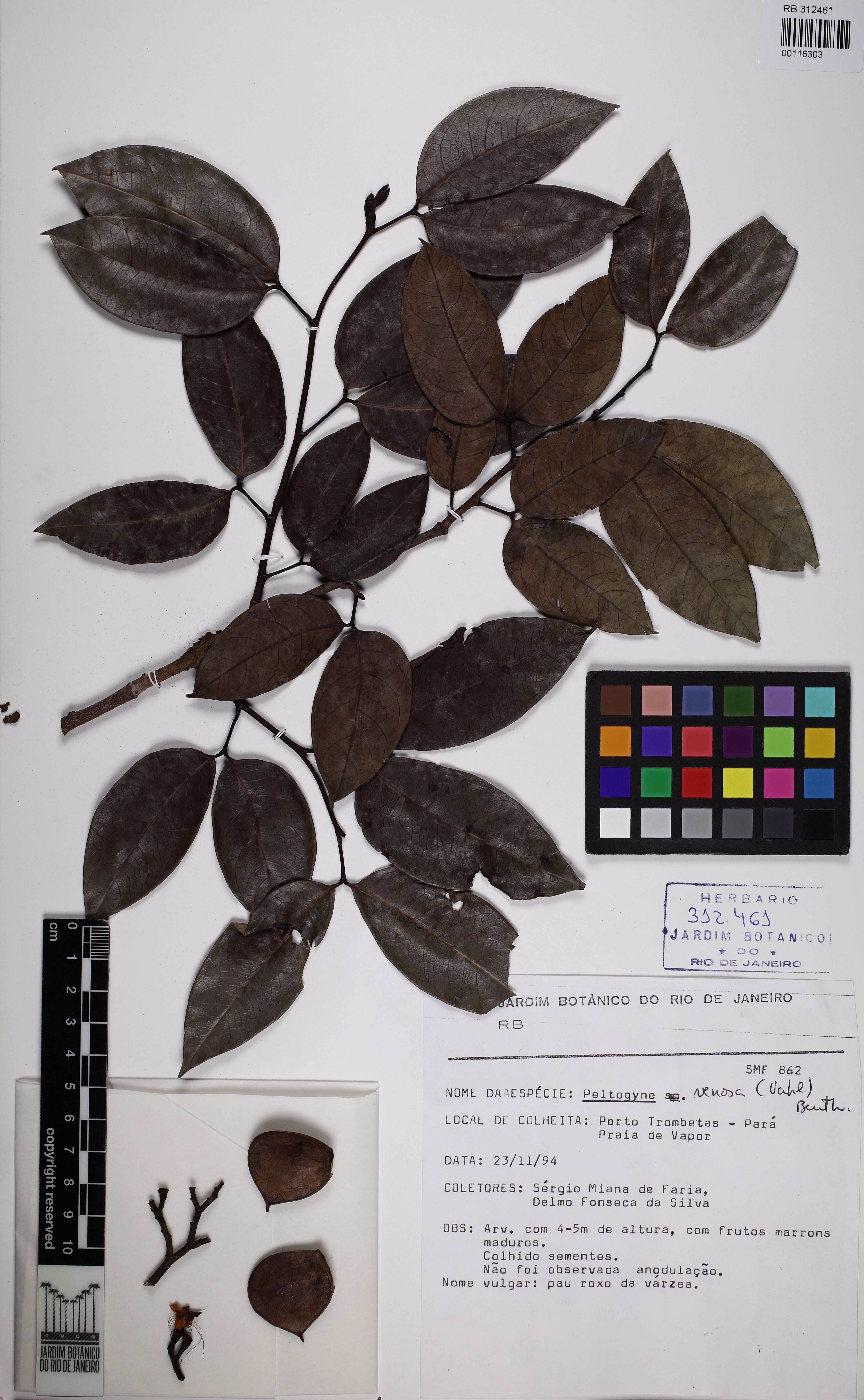 Peltogyne venosa - 76