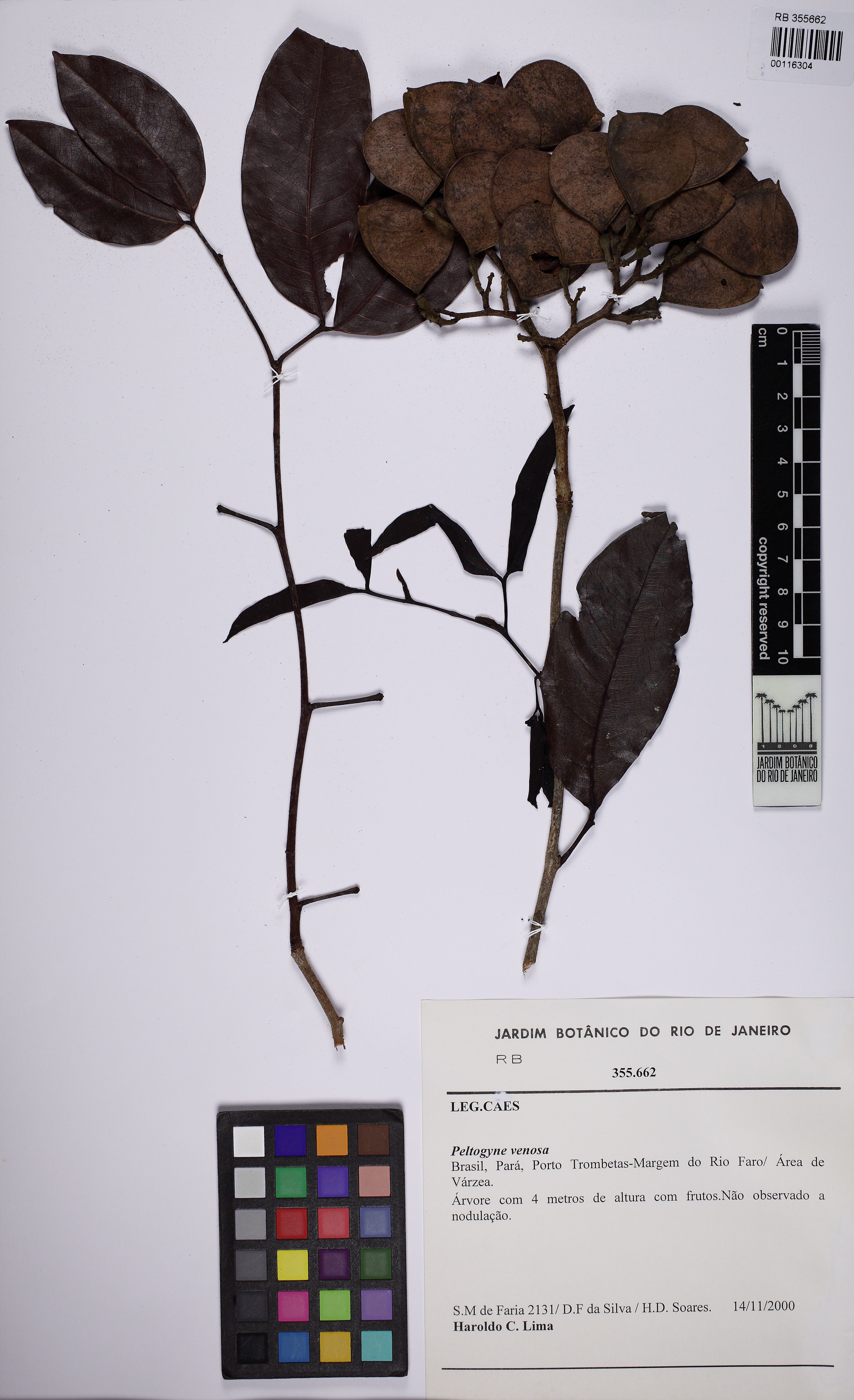 Peltogyne venosa - 10