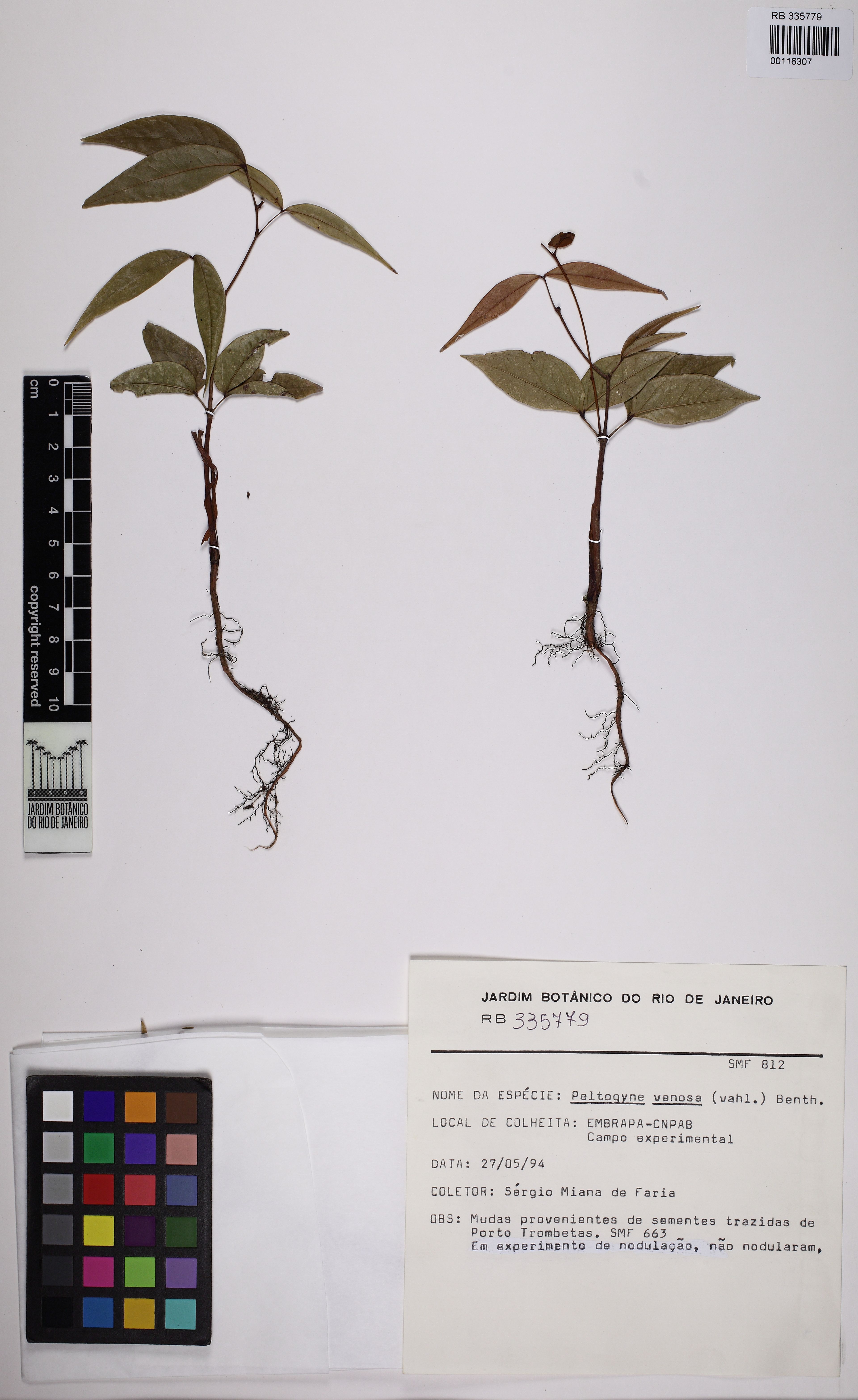 Peltogyne venosa - 23