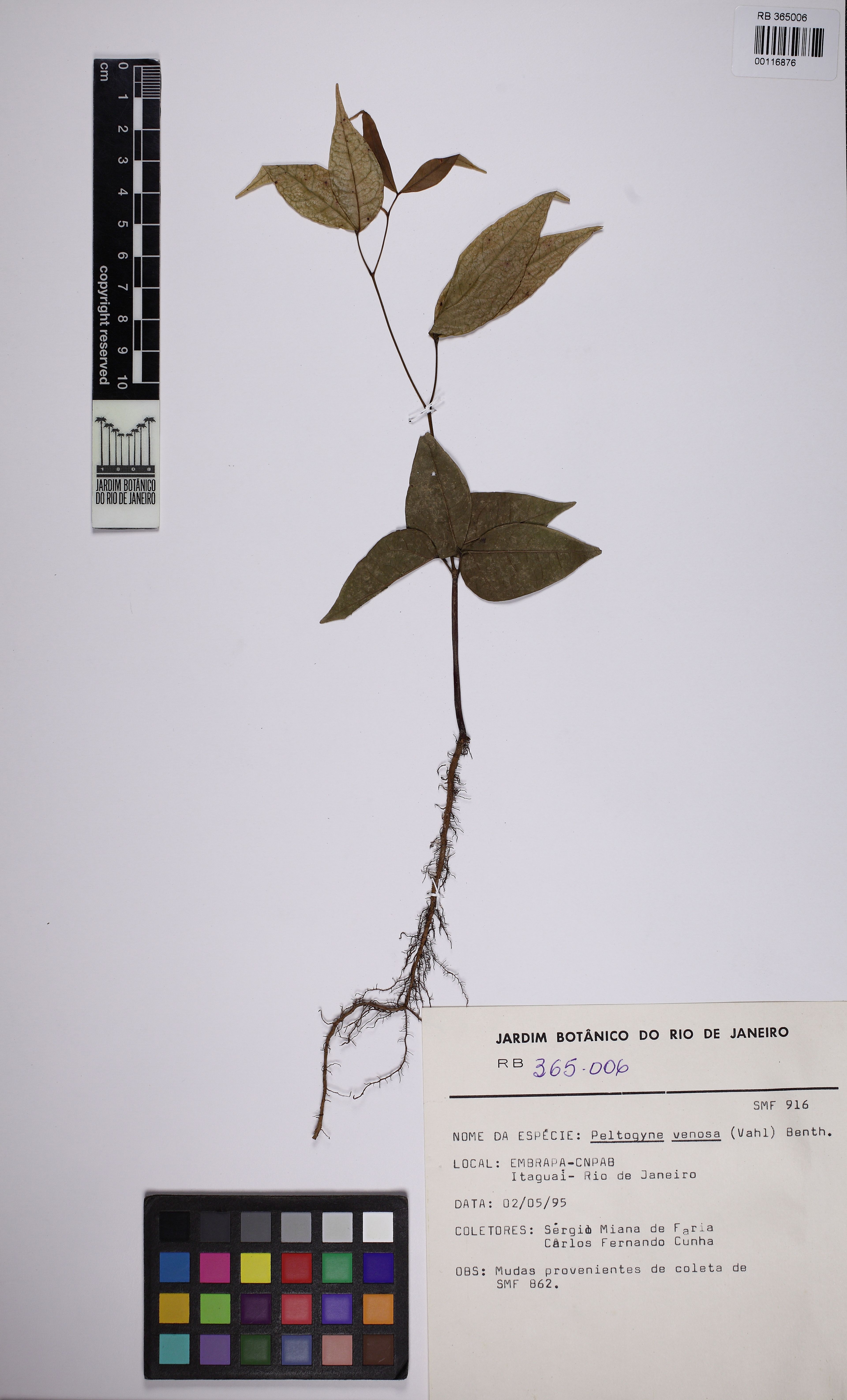 Peltogyne venosa - 15