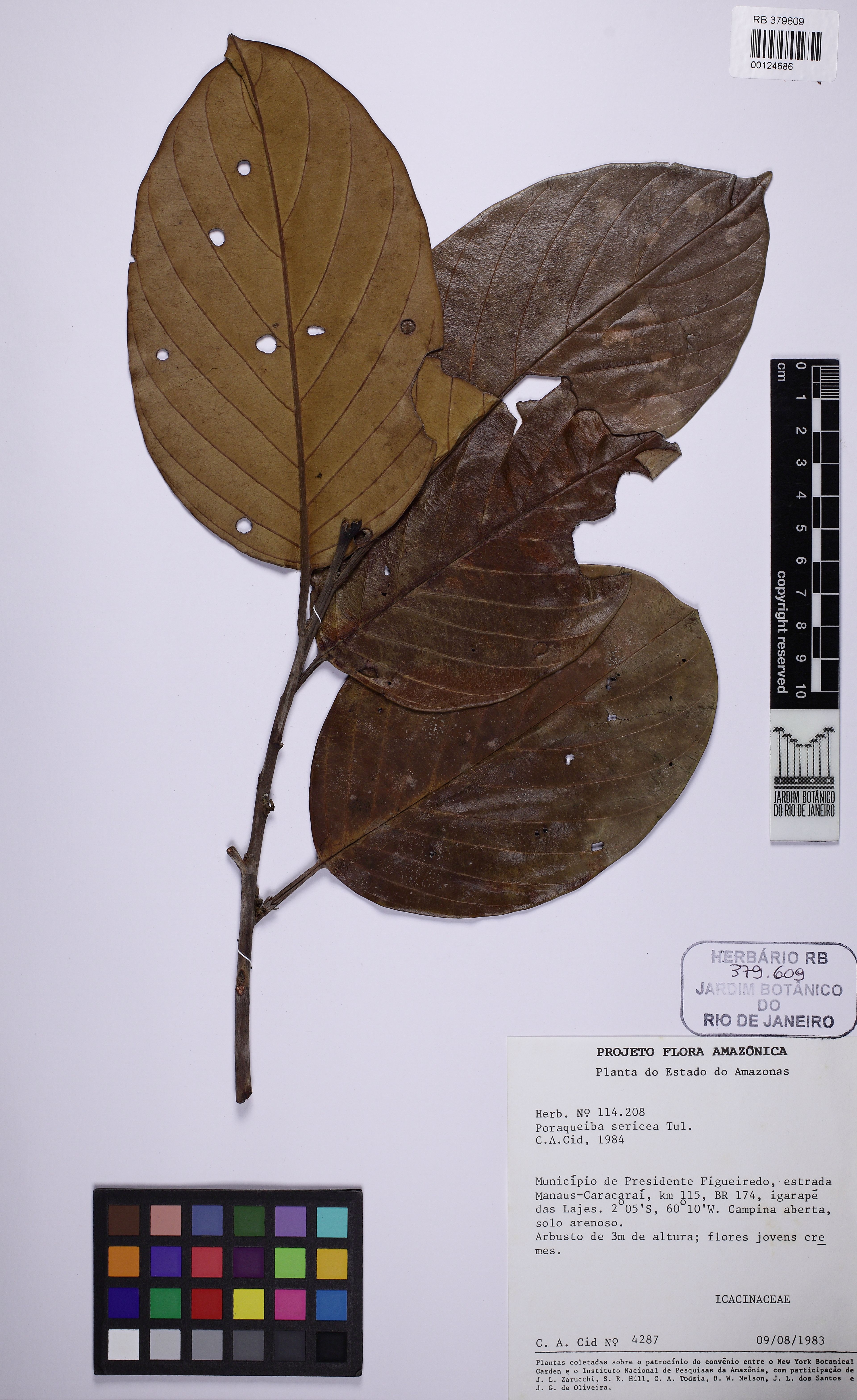 Poraqueiba sericea - 86