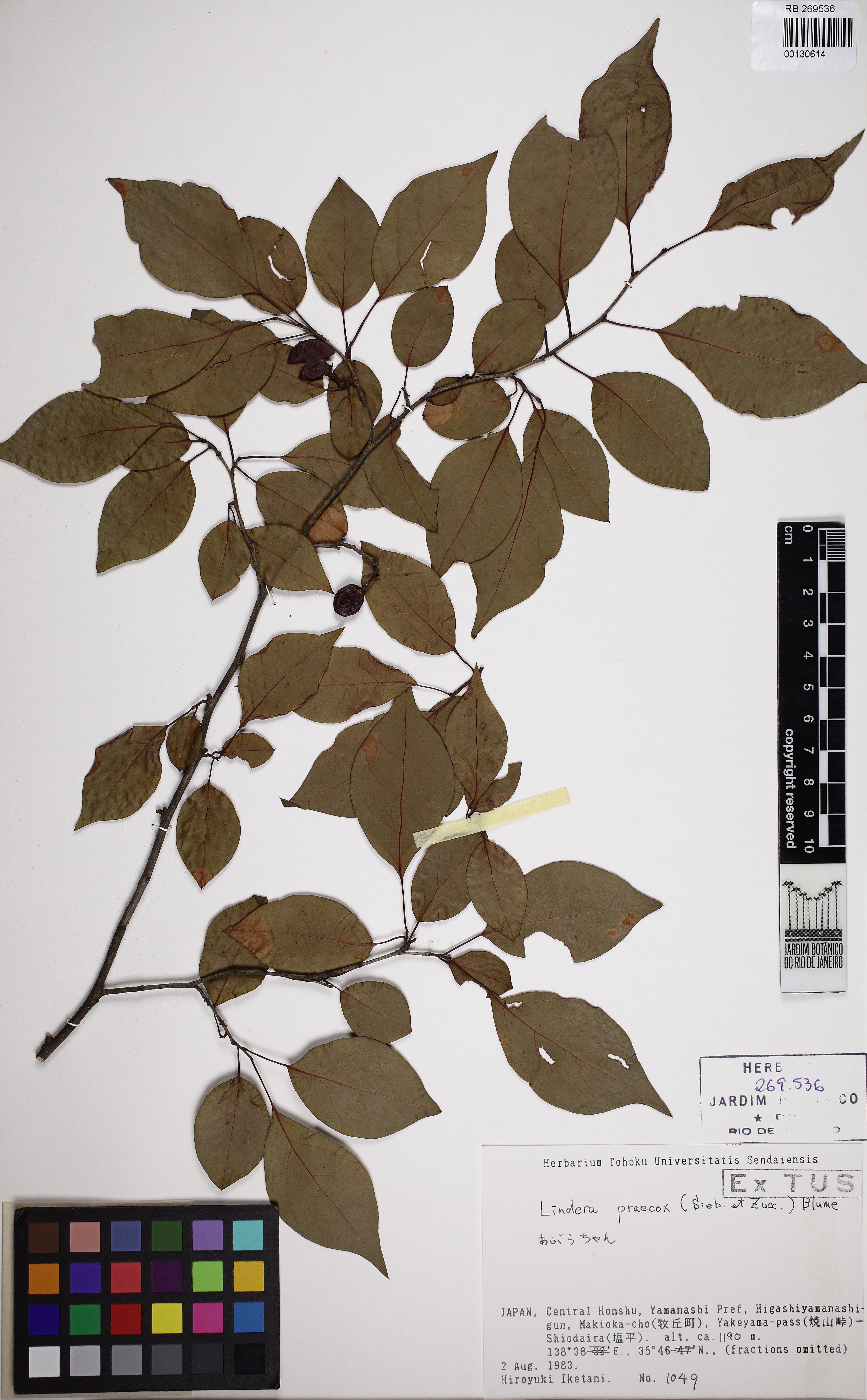 Lindera praecox - 34