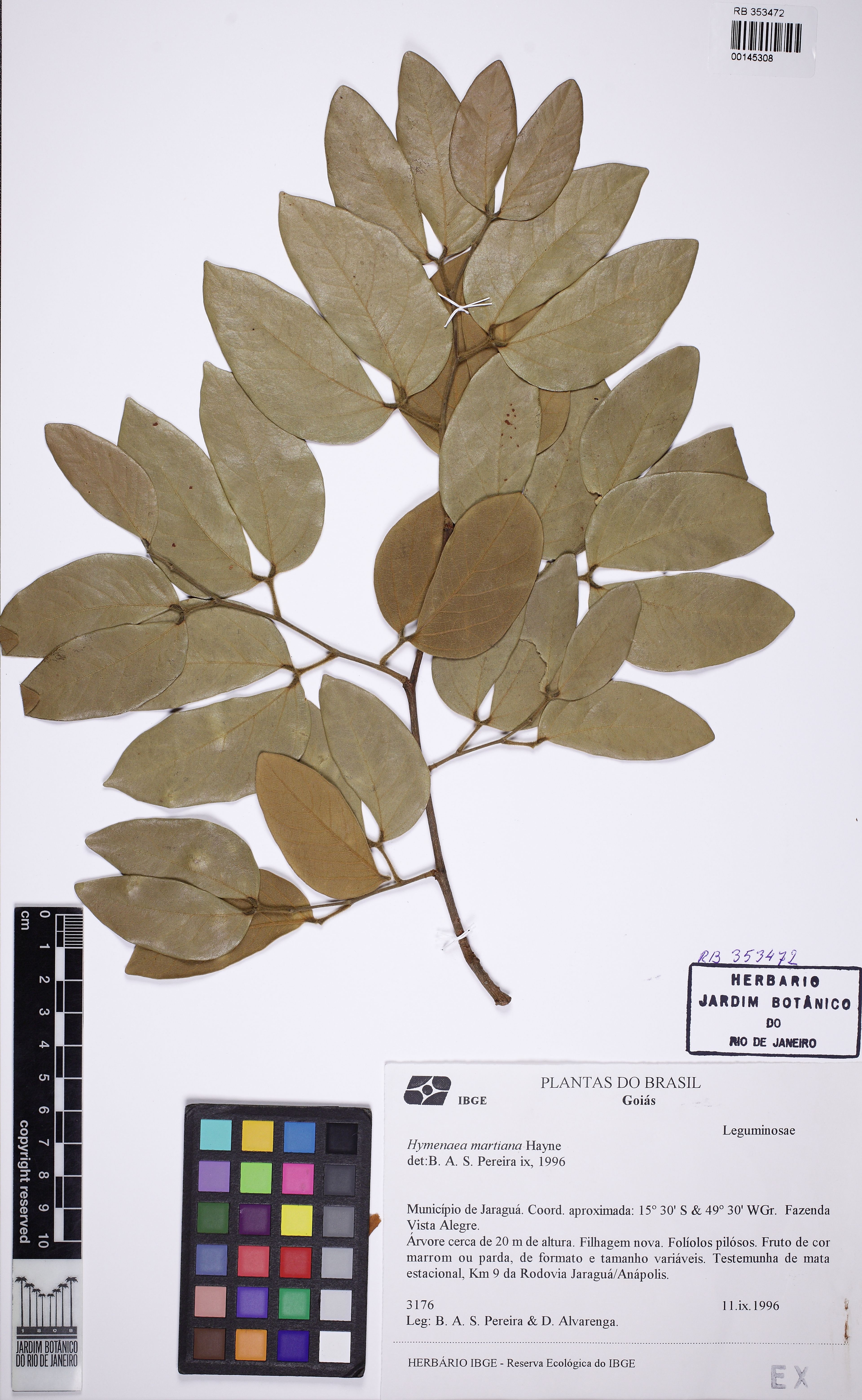 Hymenaea martiana - 44