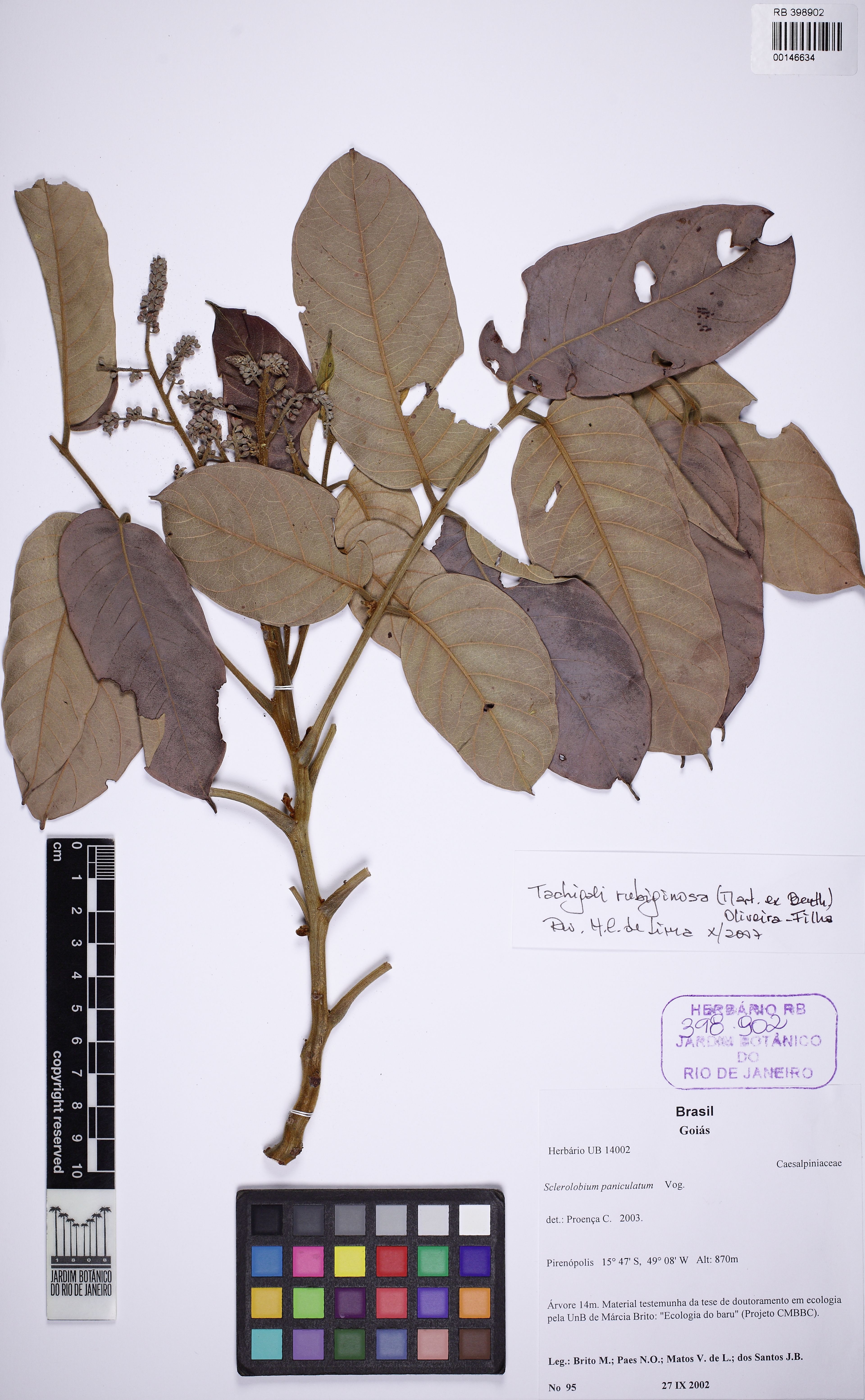 Tachigali rubiginosa - 24