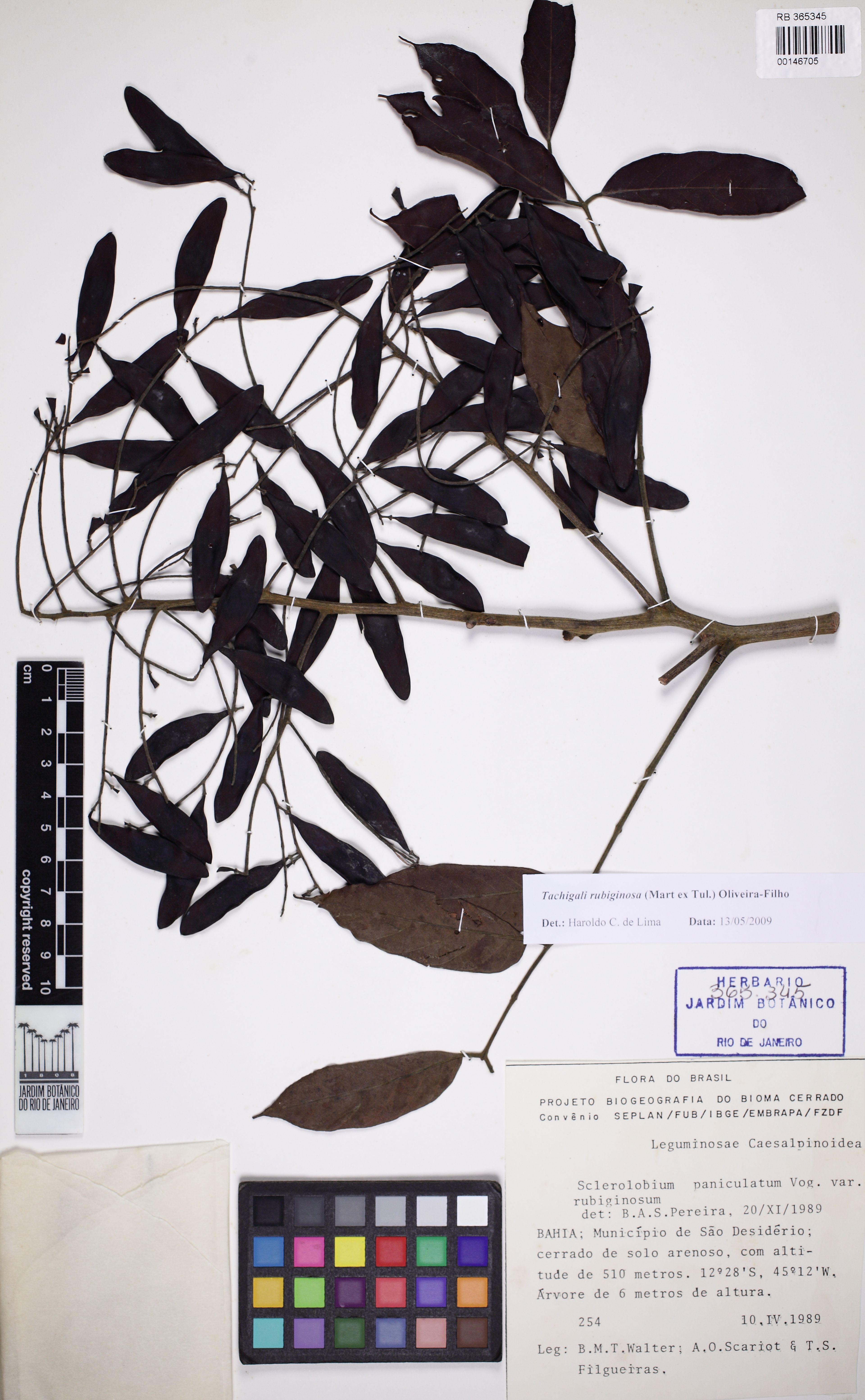 Tachigali rubiginosa - 7