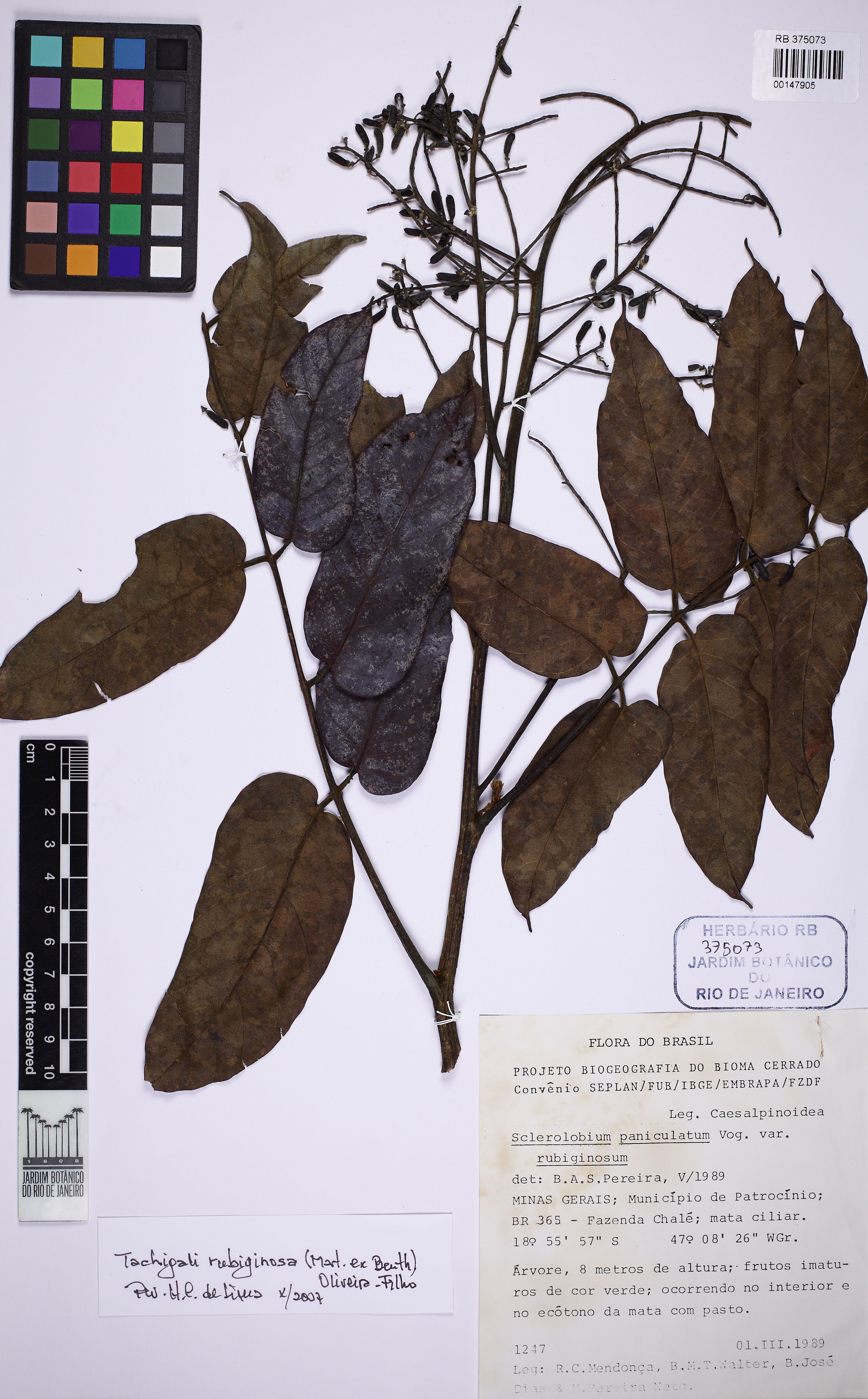 Tachigali rubiginosa - 66