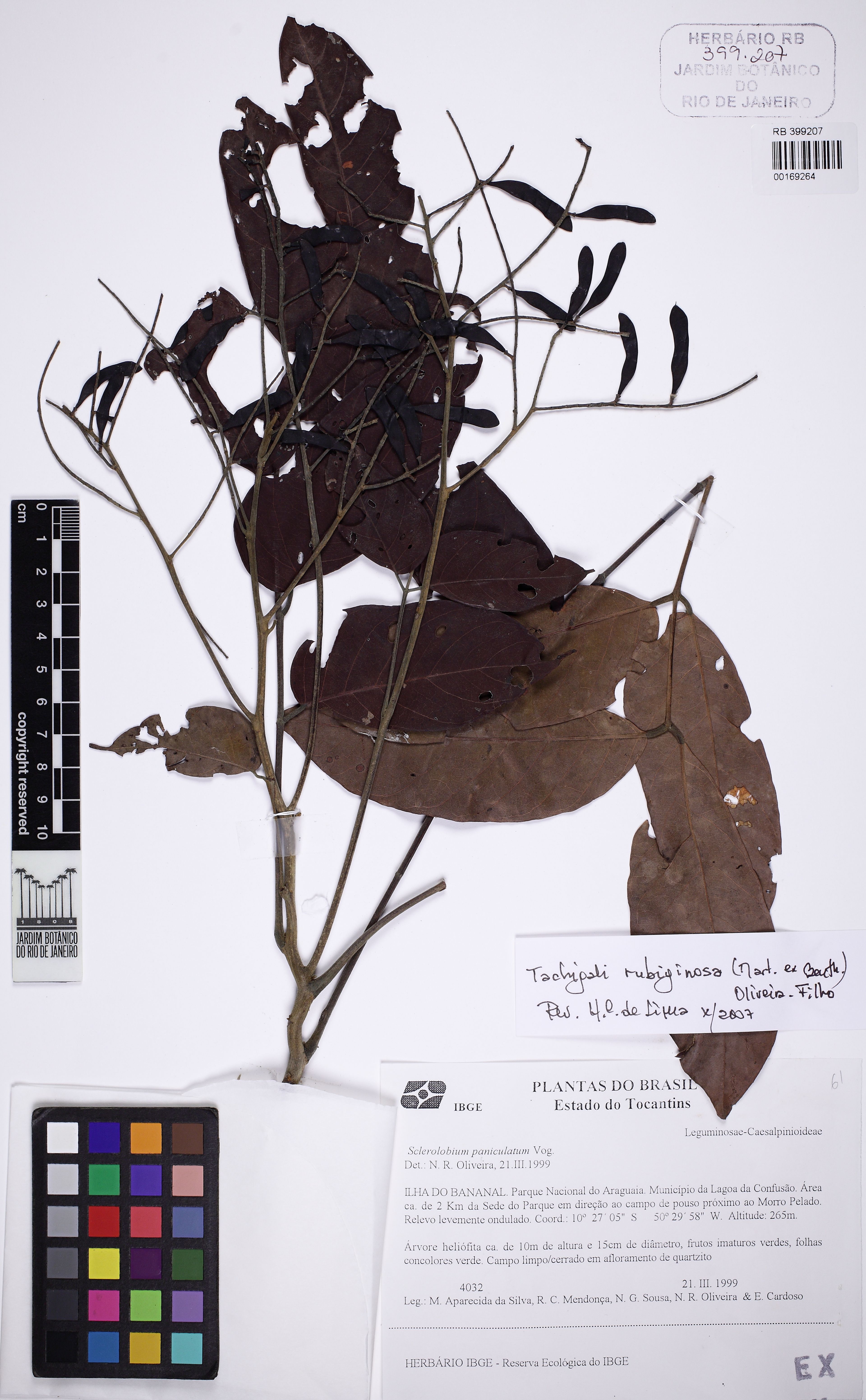 Tachigali rubiginosa - 70