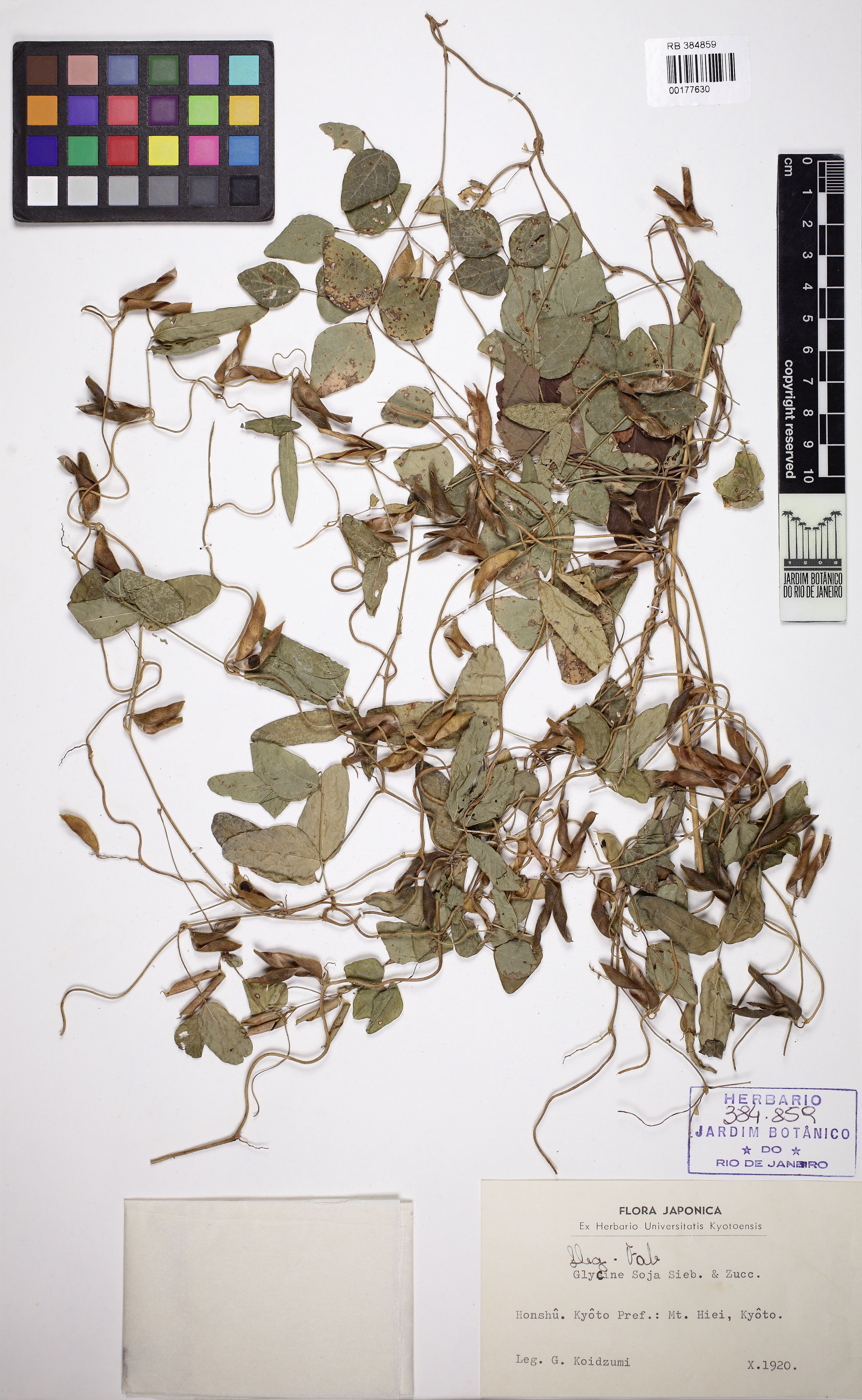 Glycine soja - 16