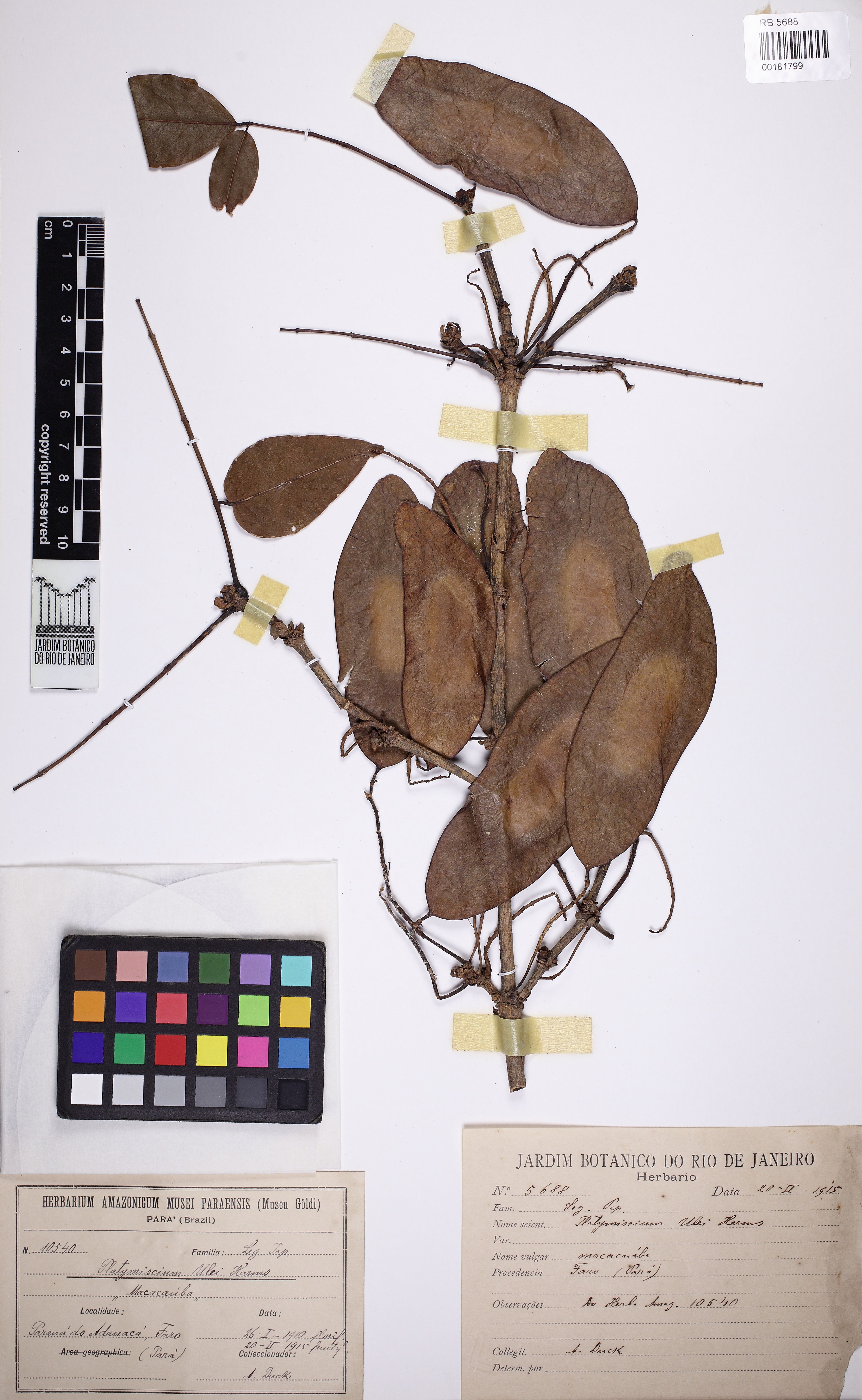 Platymiscium ulei - 4