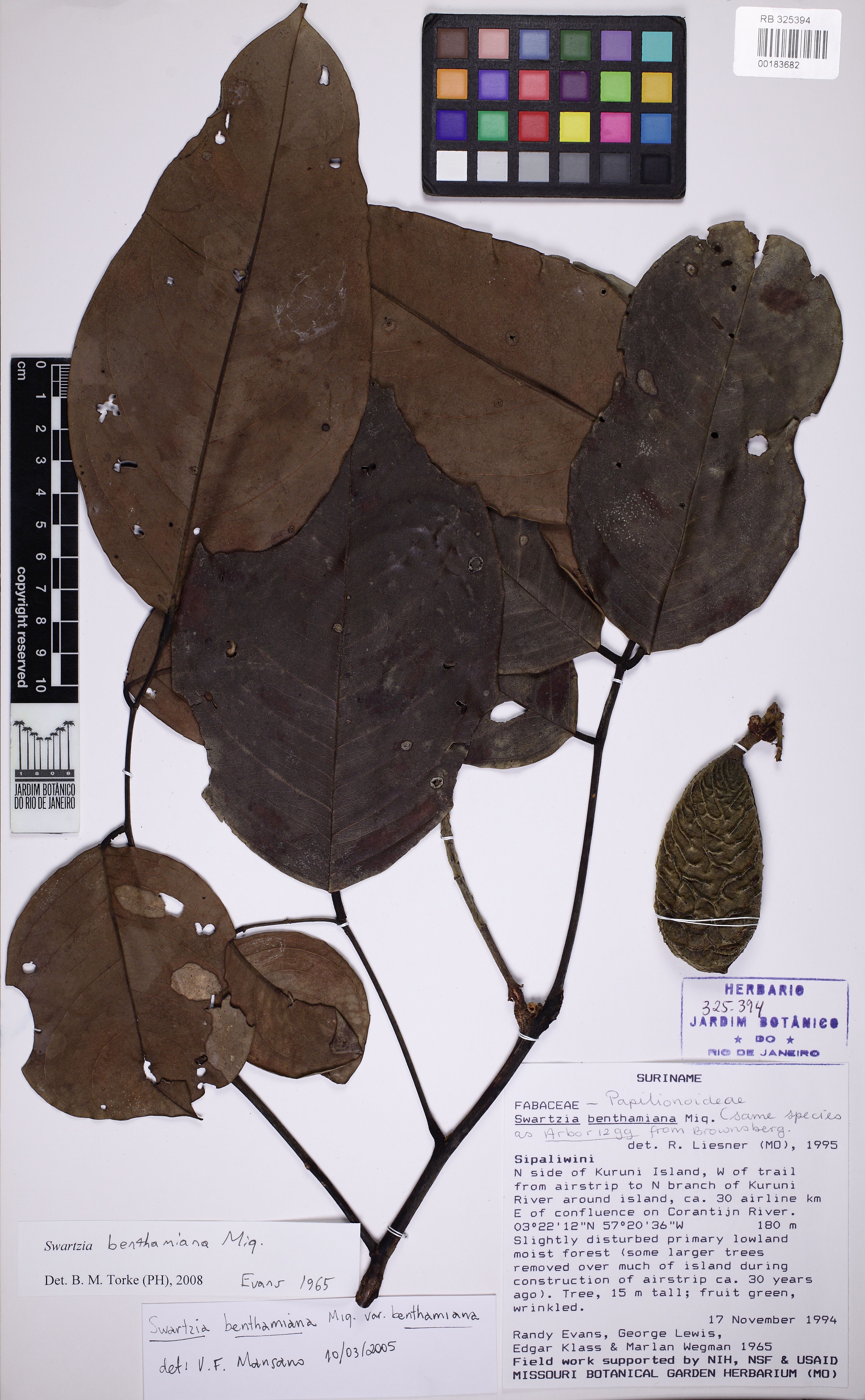 Swartzia benthamiana - 45