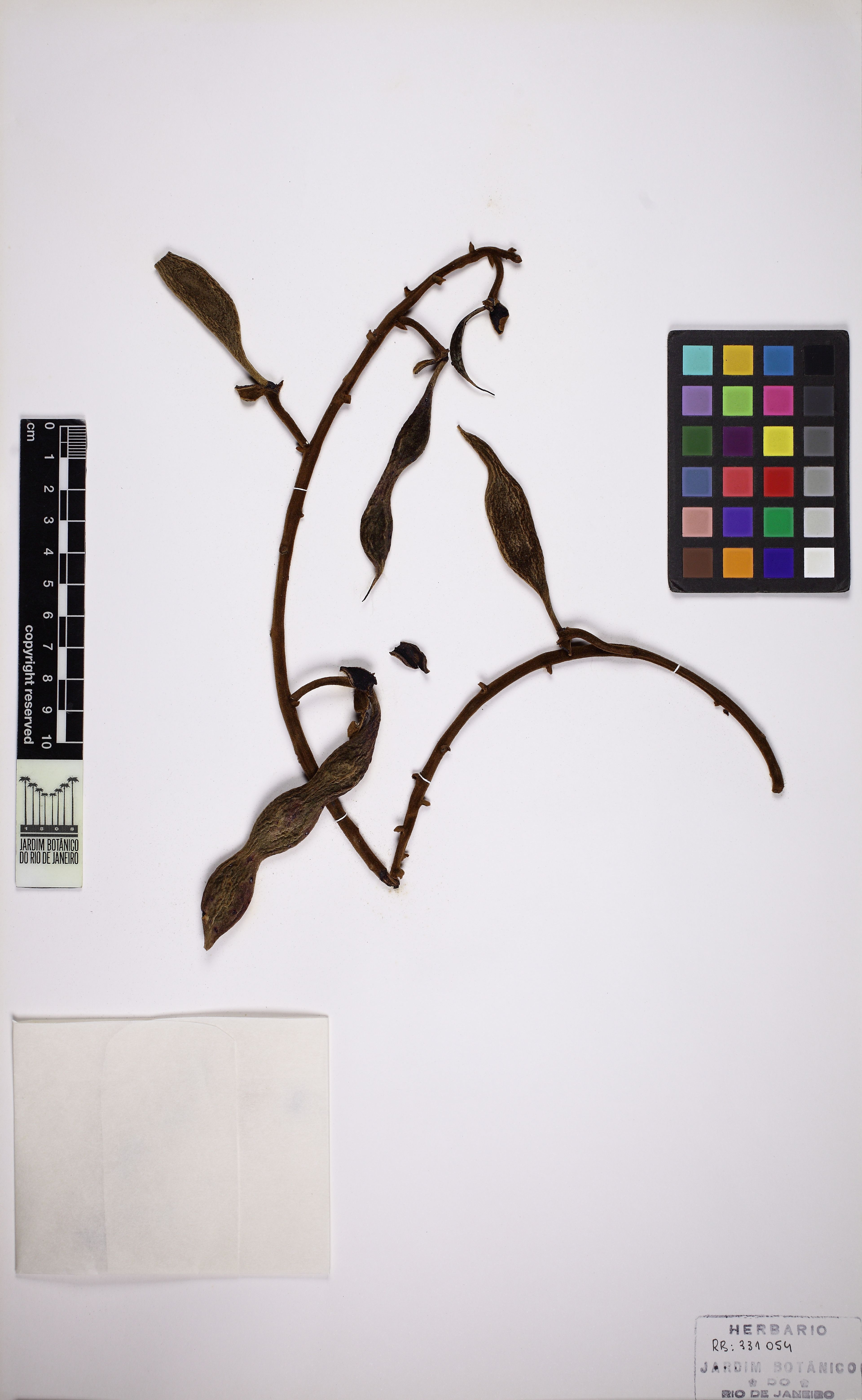 Swartzia grandifolia - 49
