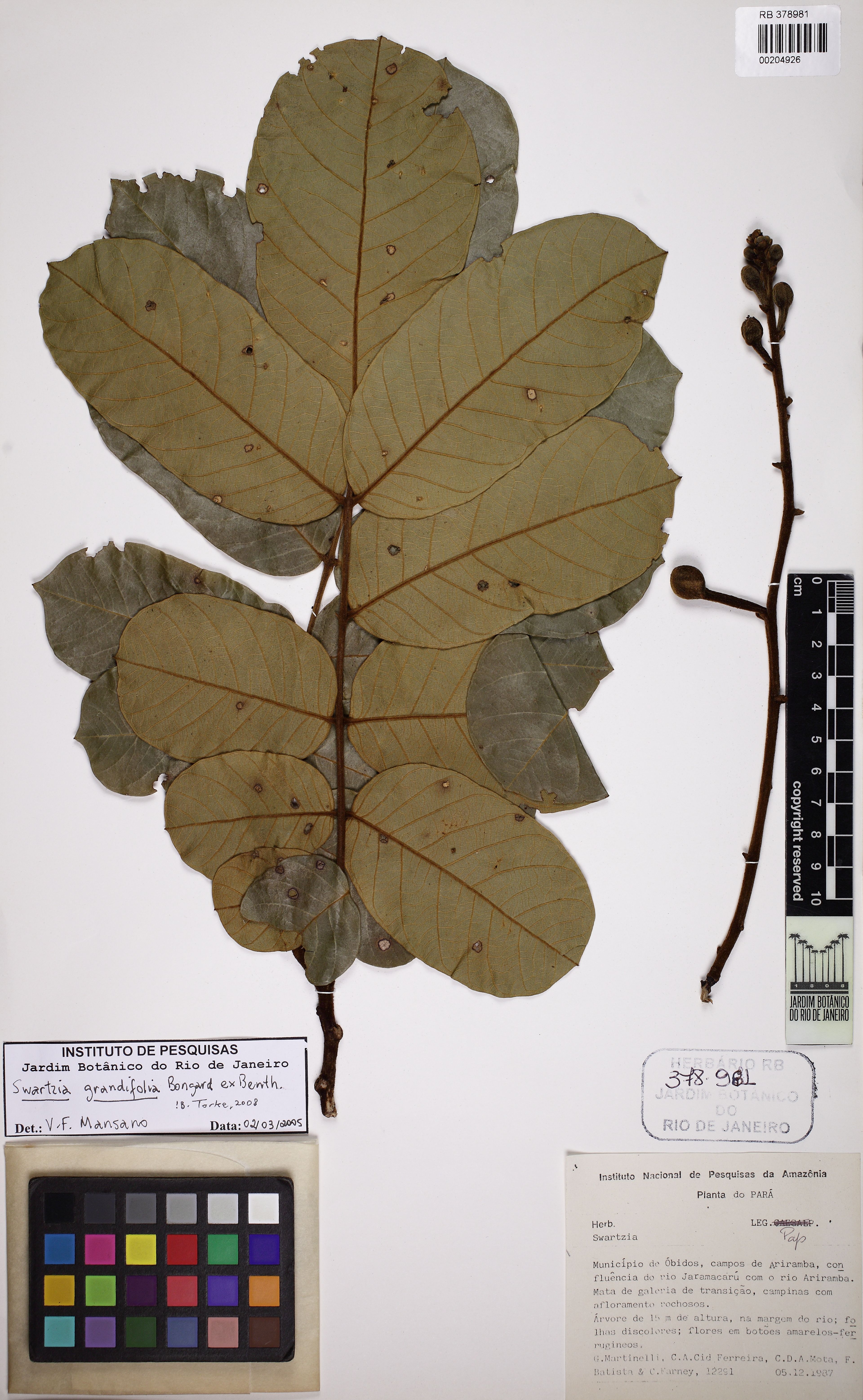 Swartzia grandifolia - 81