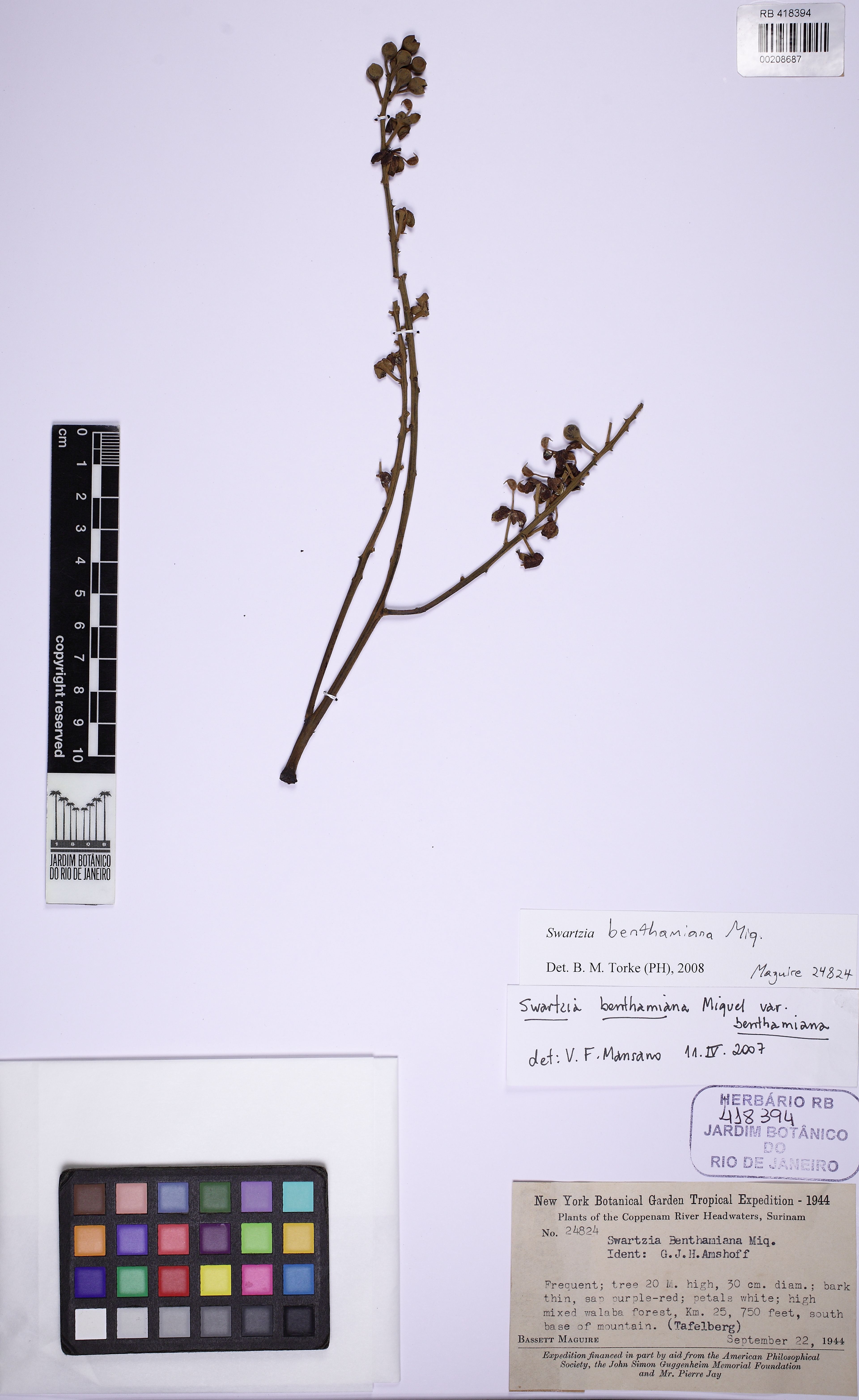 Swartzia benthamiana - 12