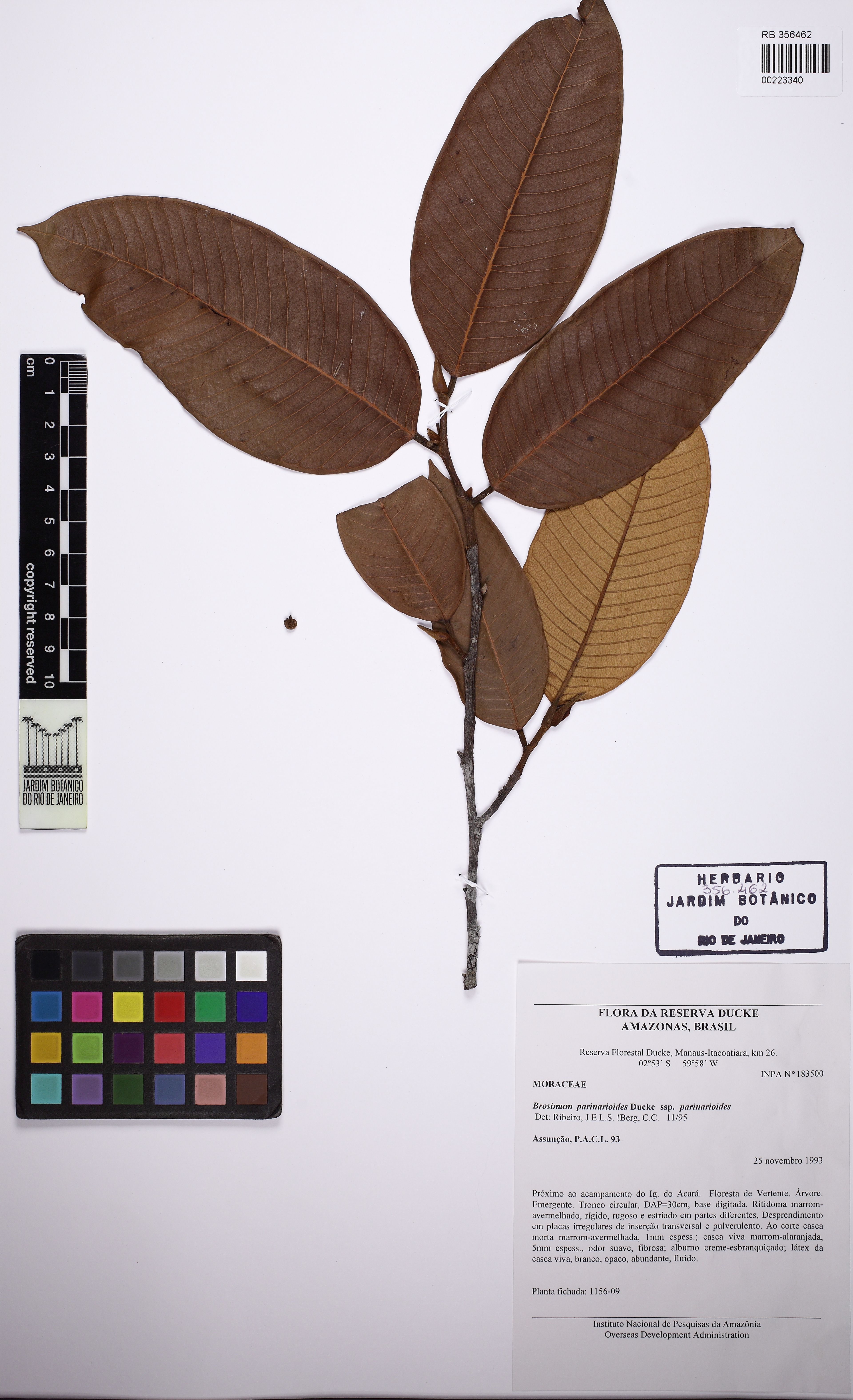 Brosimum parinarioides - 11