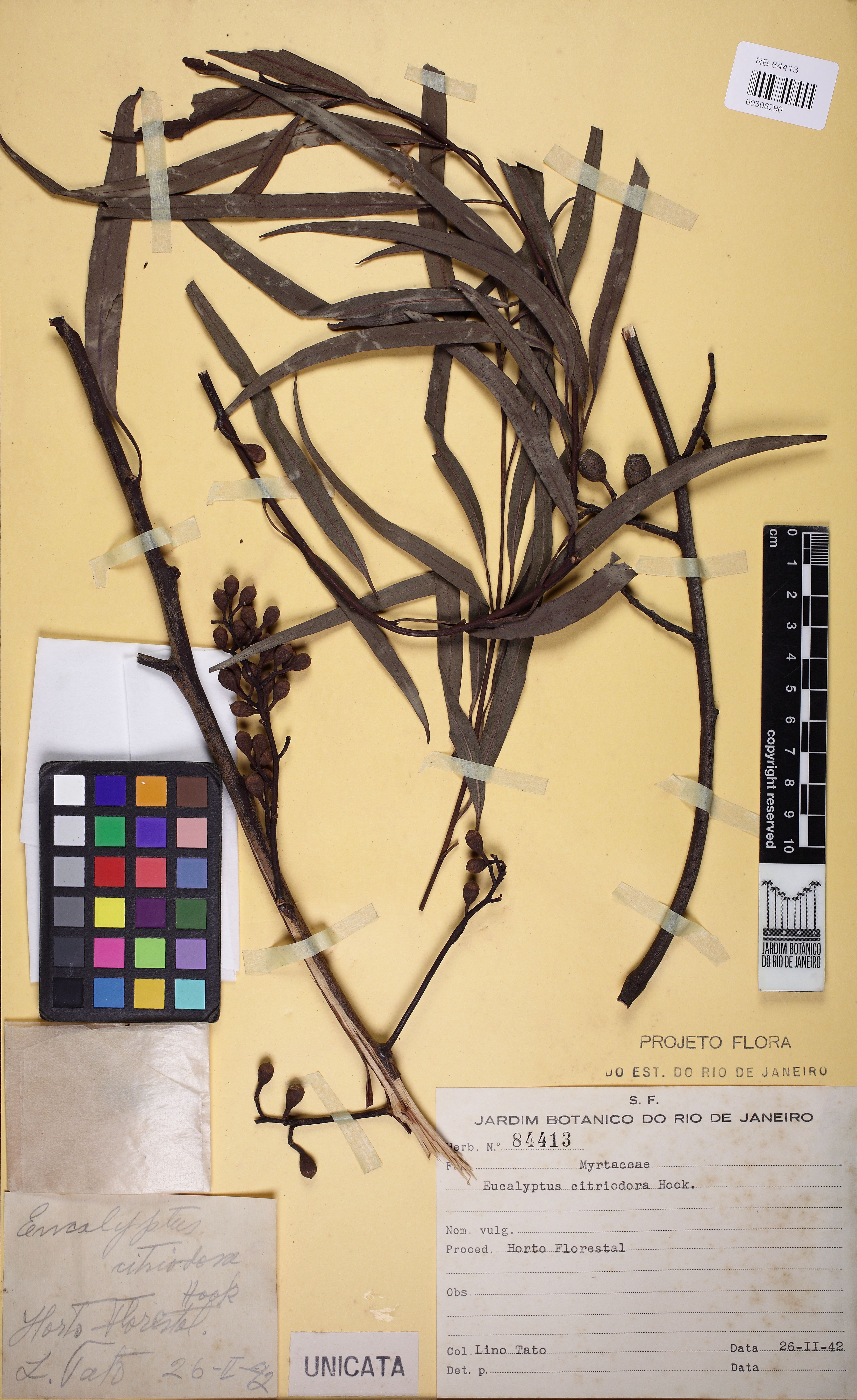 Eucalyptus citriodora - 31