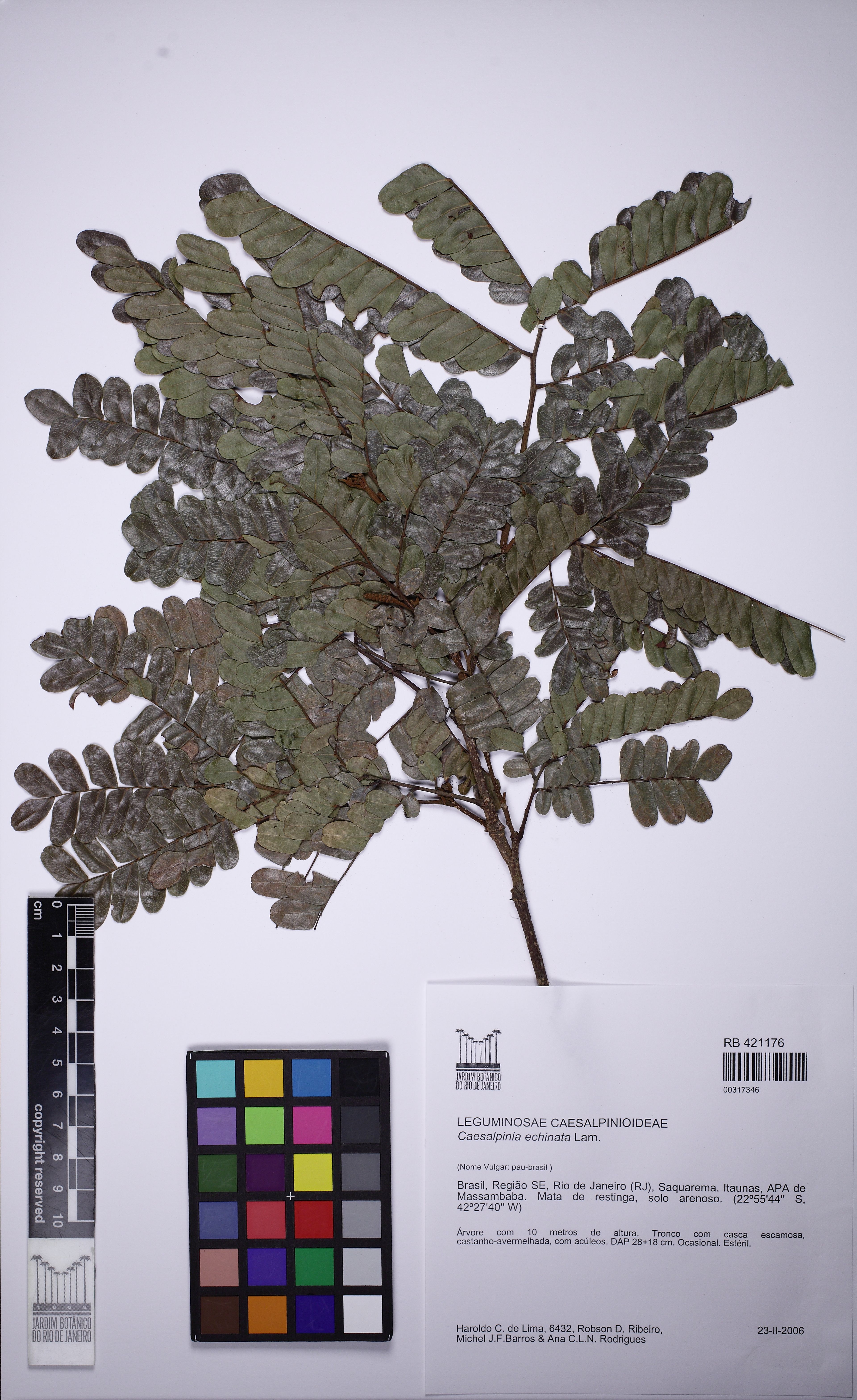 Caesalpinia echinata - 11