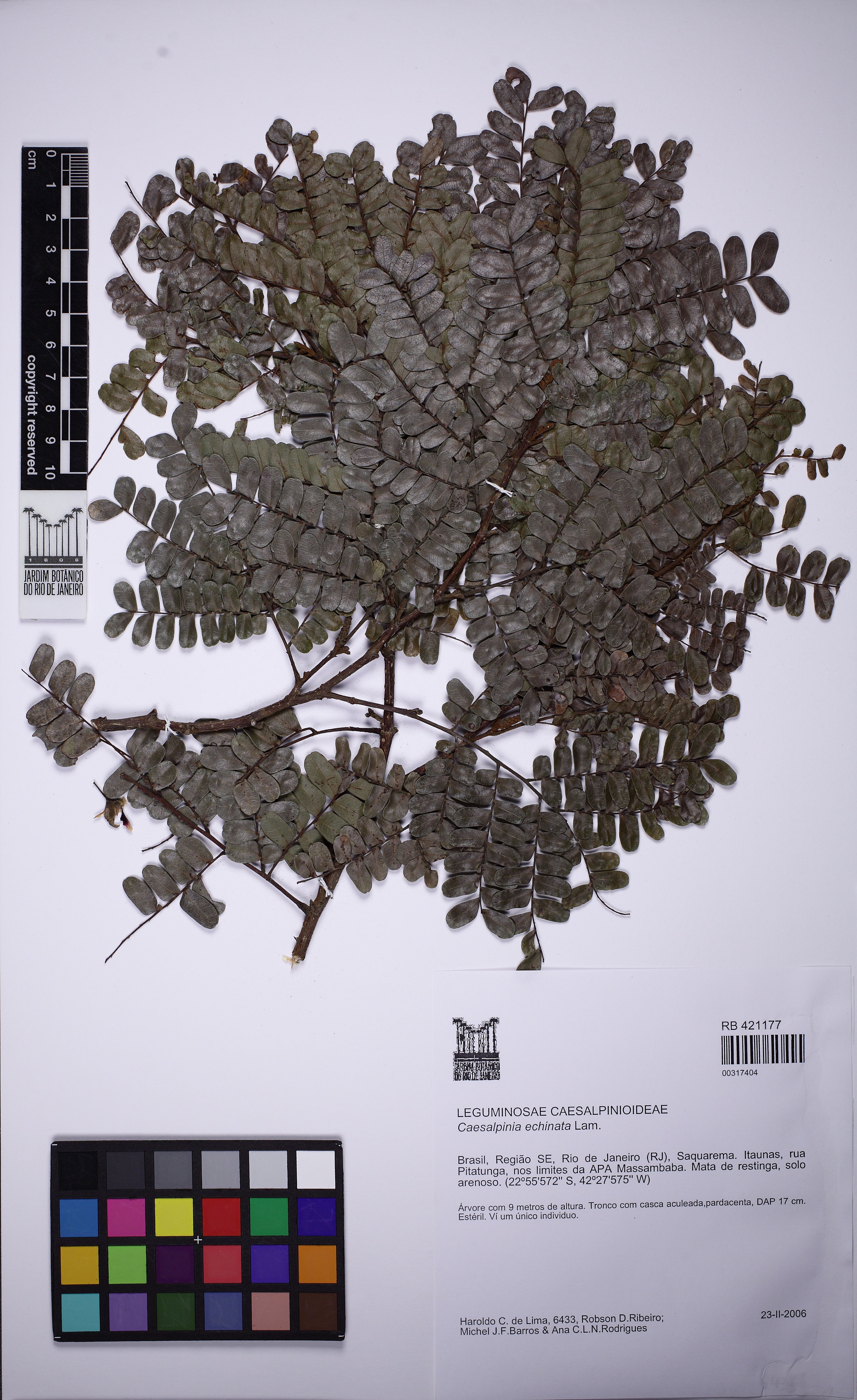 Caesalpinia echinata - 59