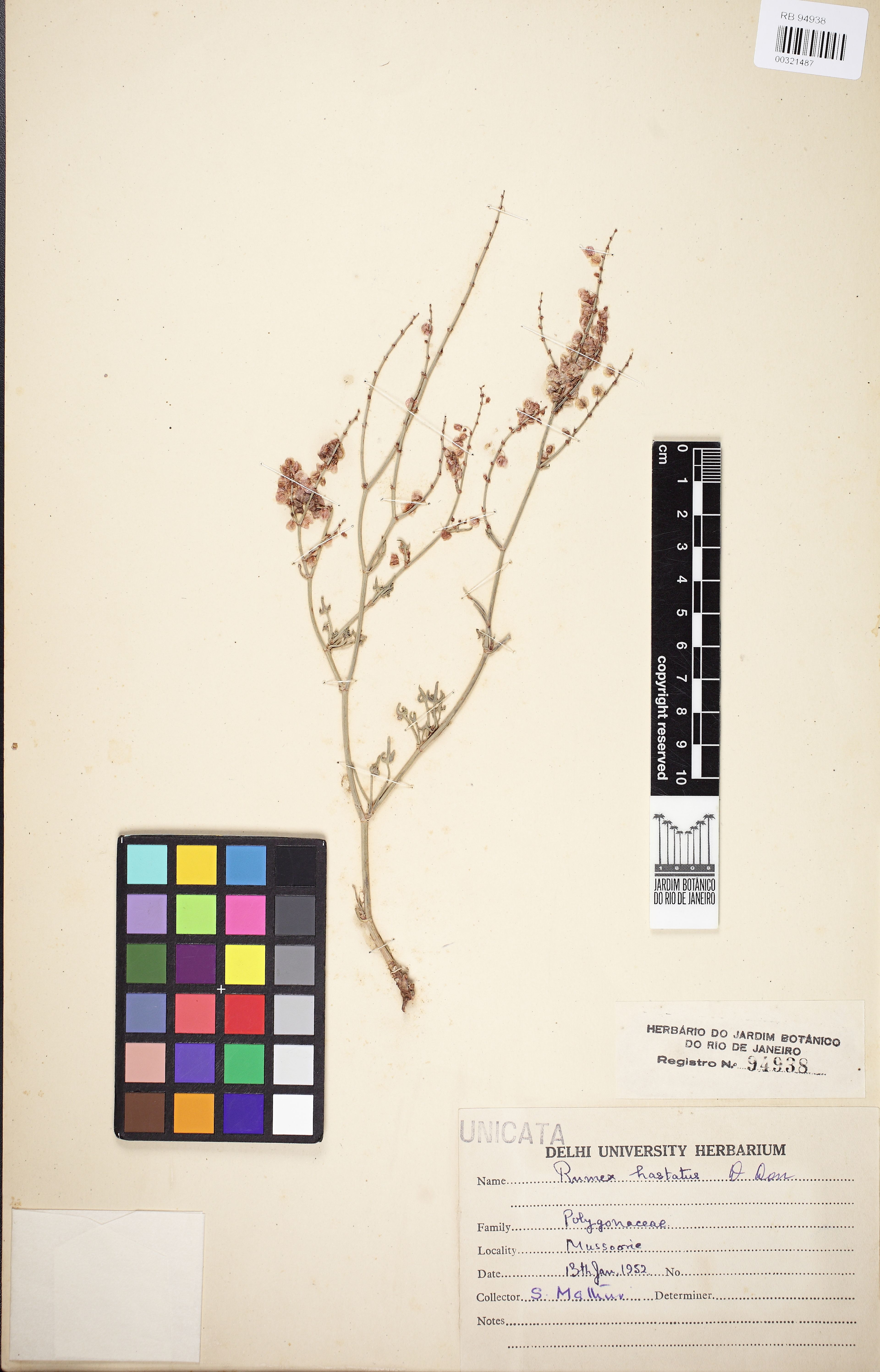 Rumex hastatus - 132