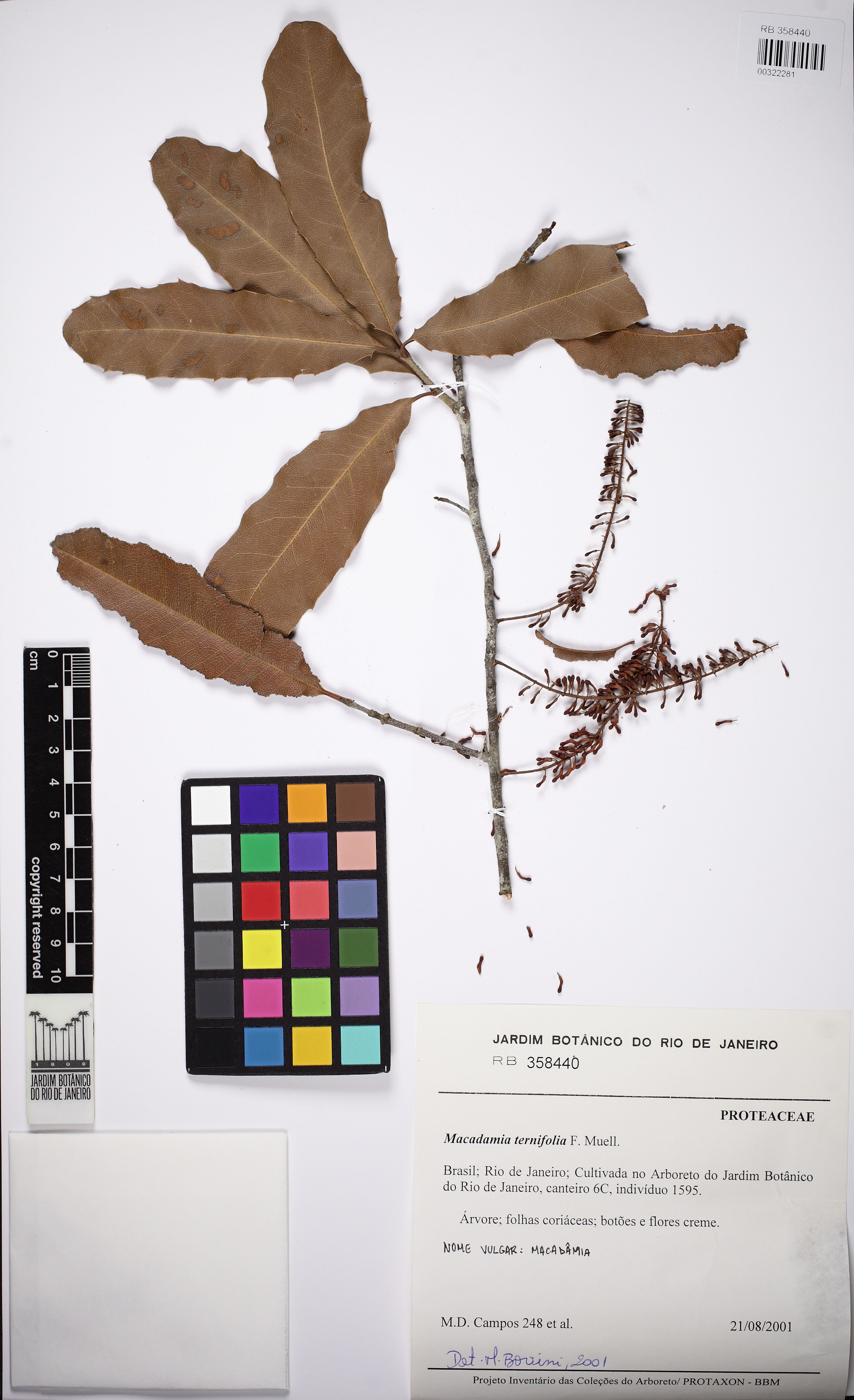 Macadamia ternifolia - 74